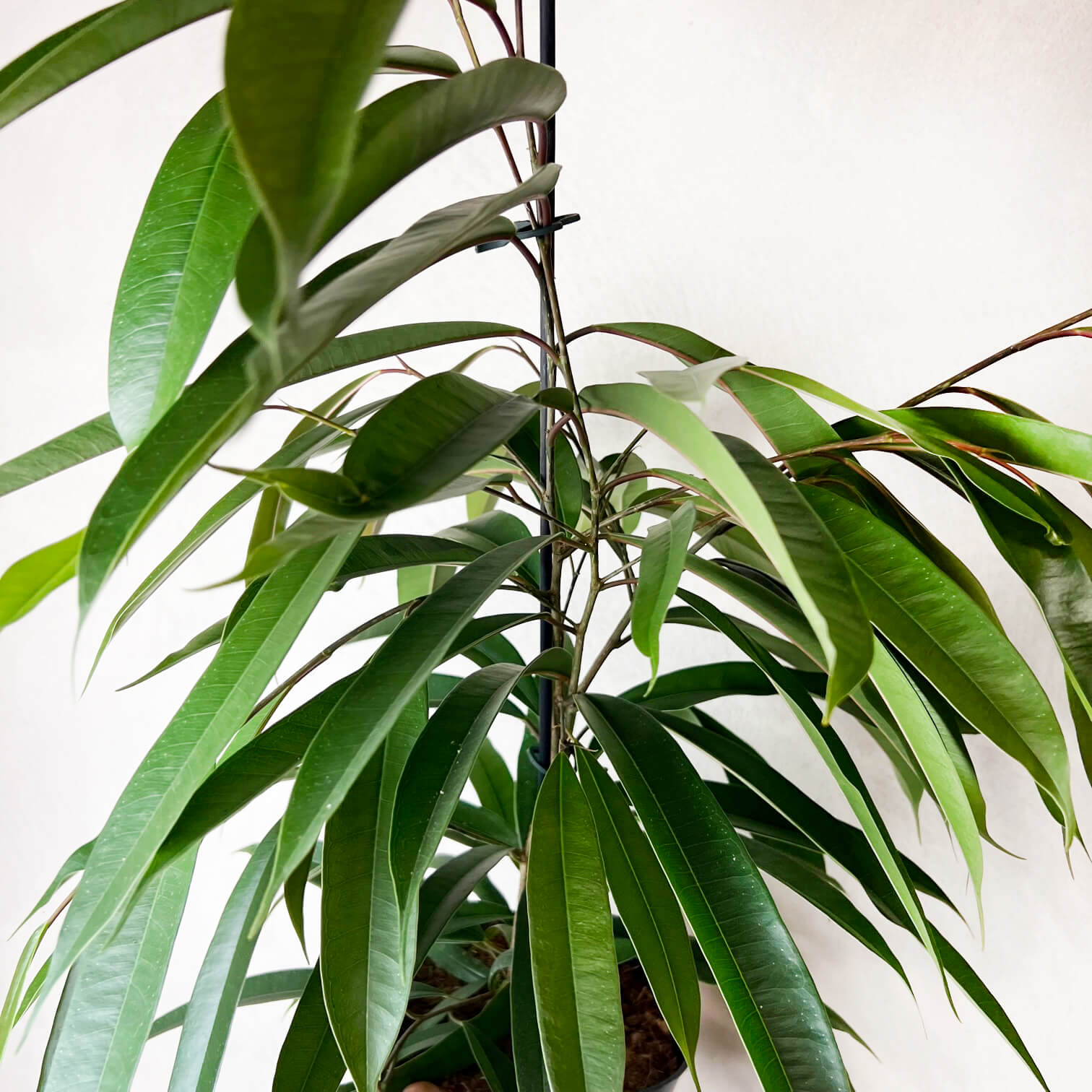 Ficus Binnendijkii