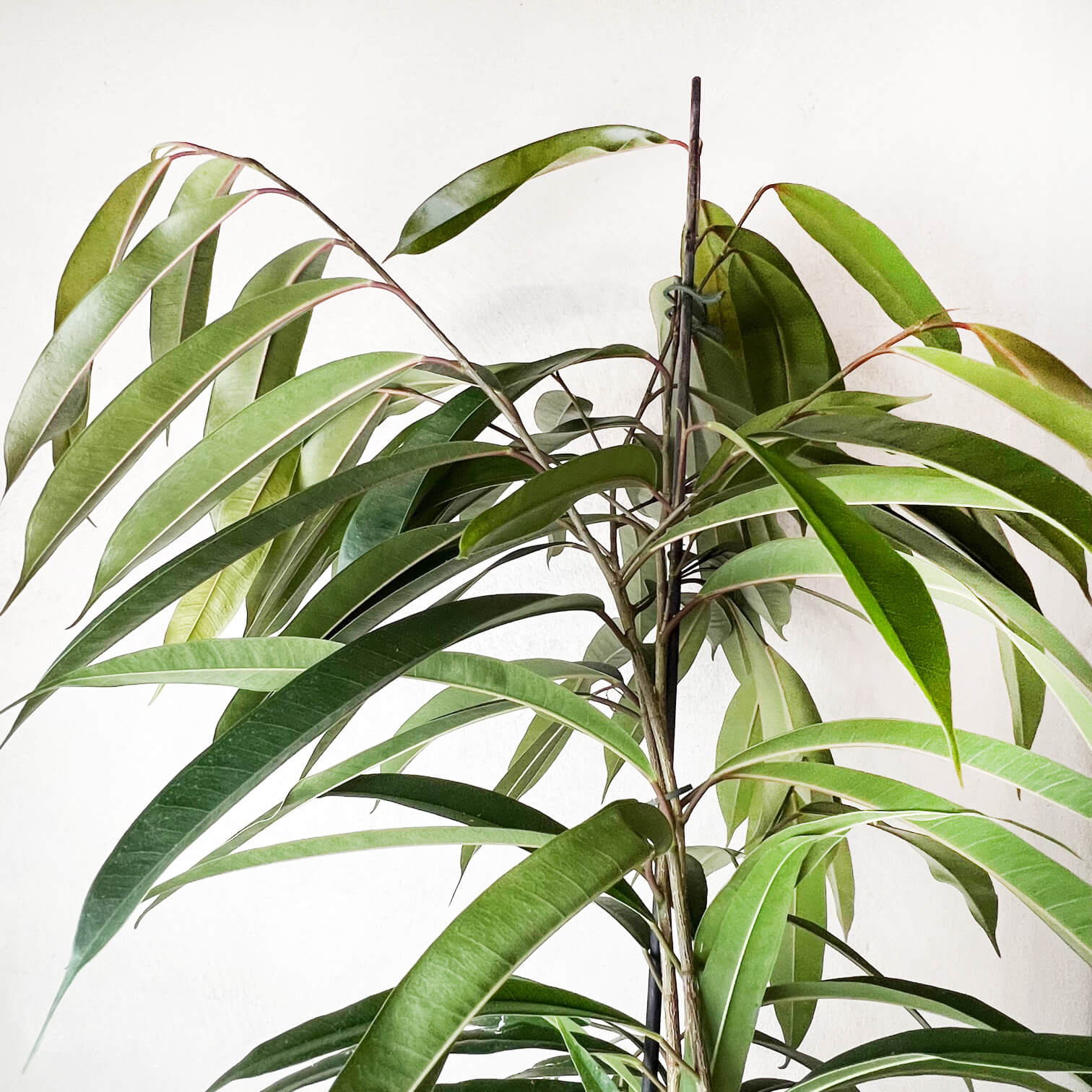 Ficus Binnendijkii