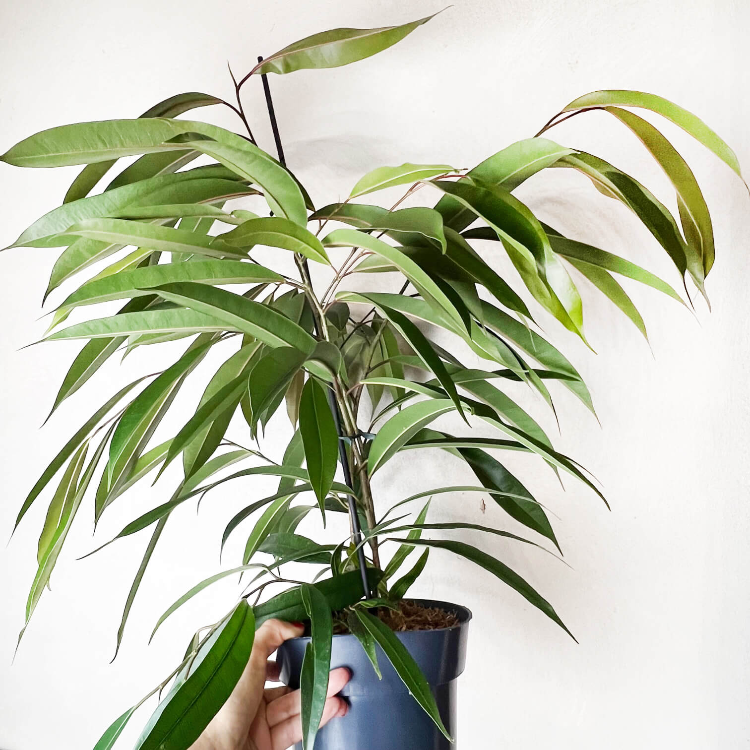 Ficus Binnendijkii