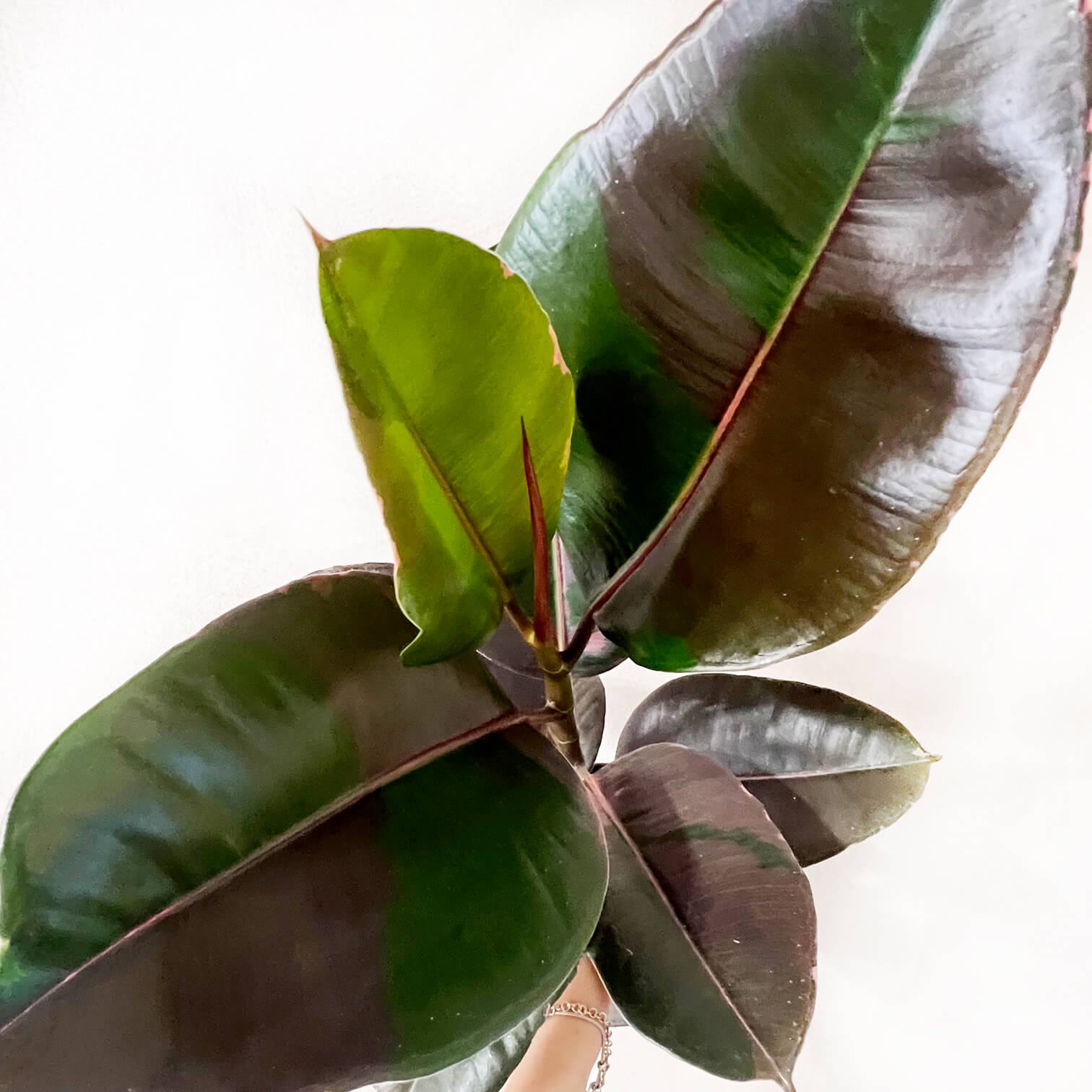 Ficus Pink Camouflage