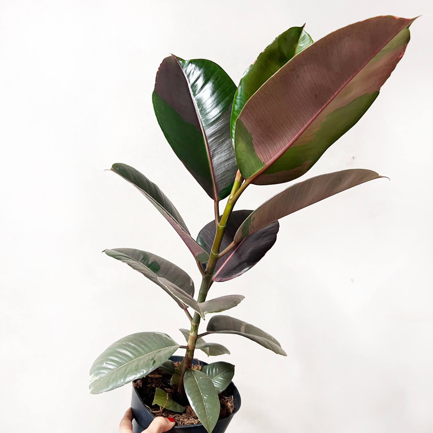 Ficus Pink Camouflage
