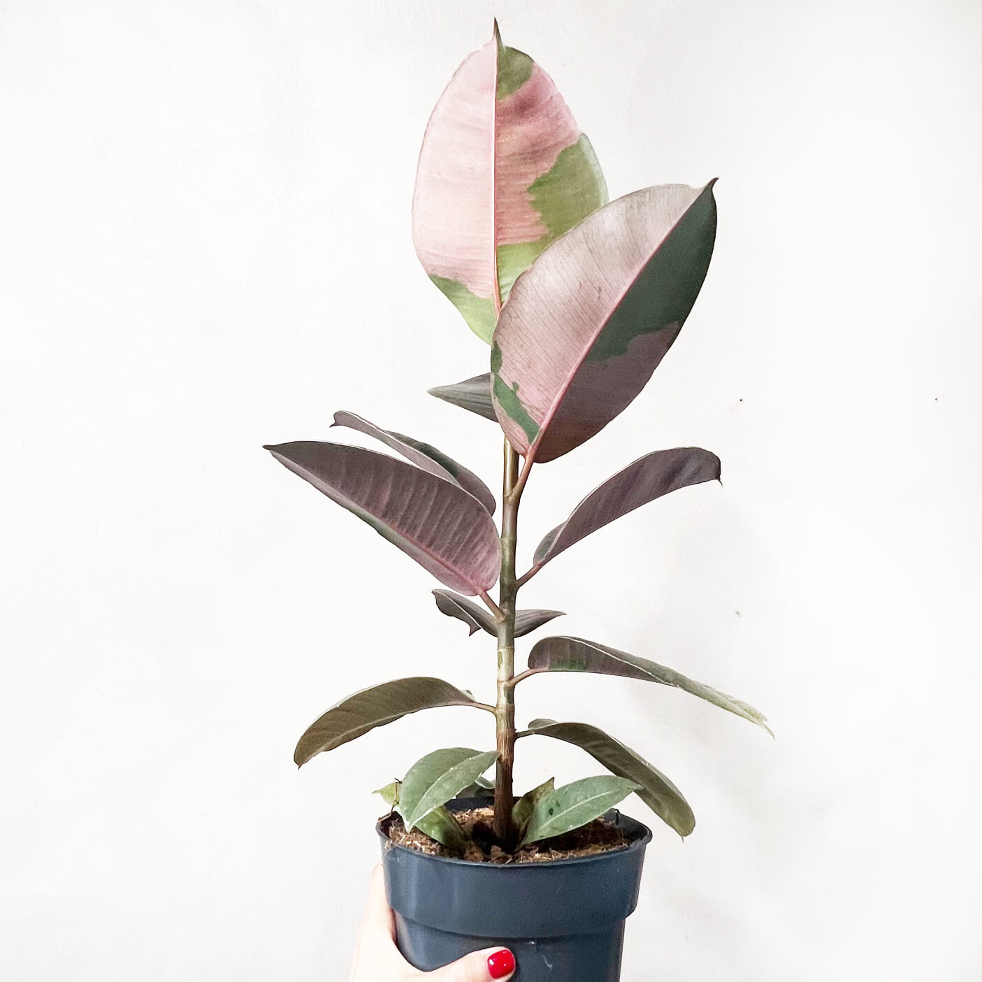 Ficus Pink Camouflage