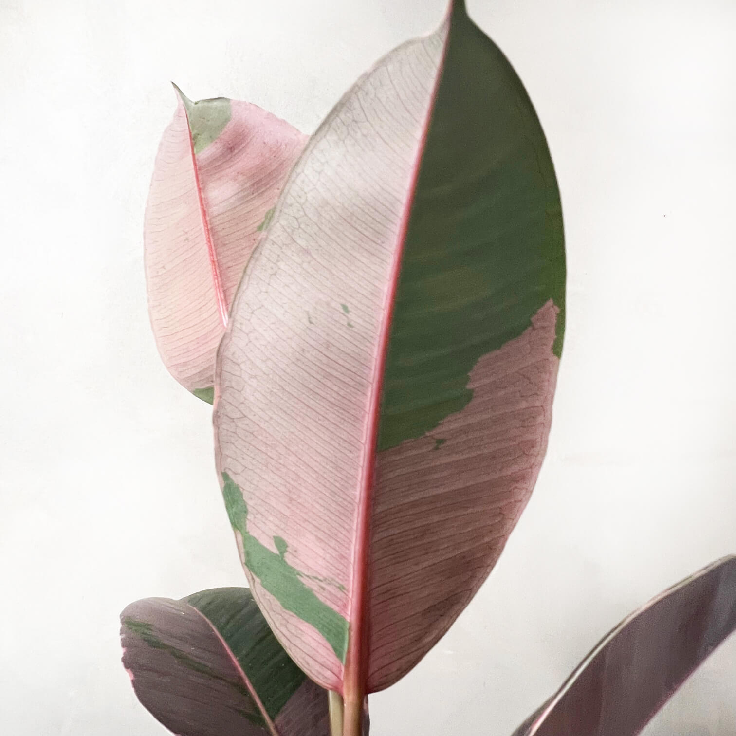 Ficus Pink Camouflage