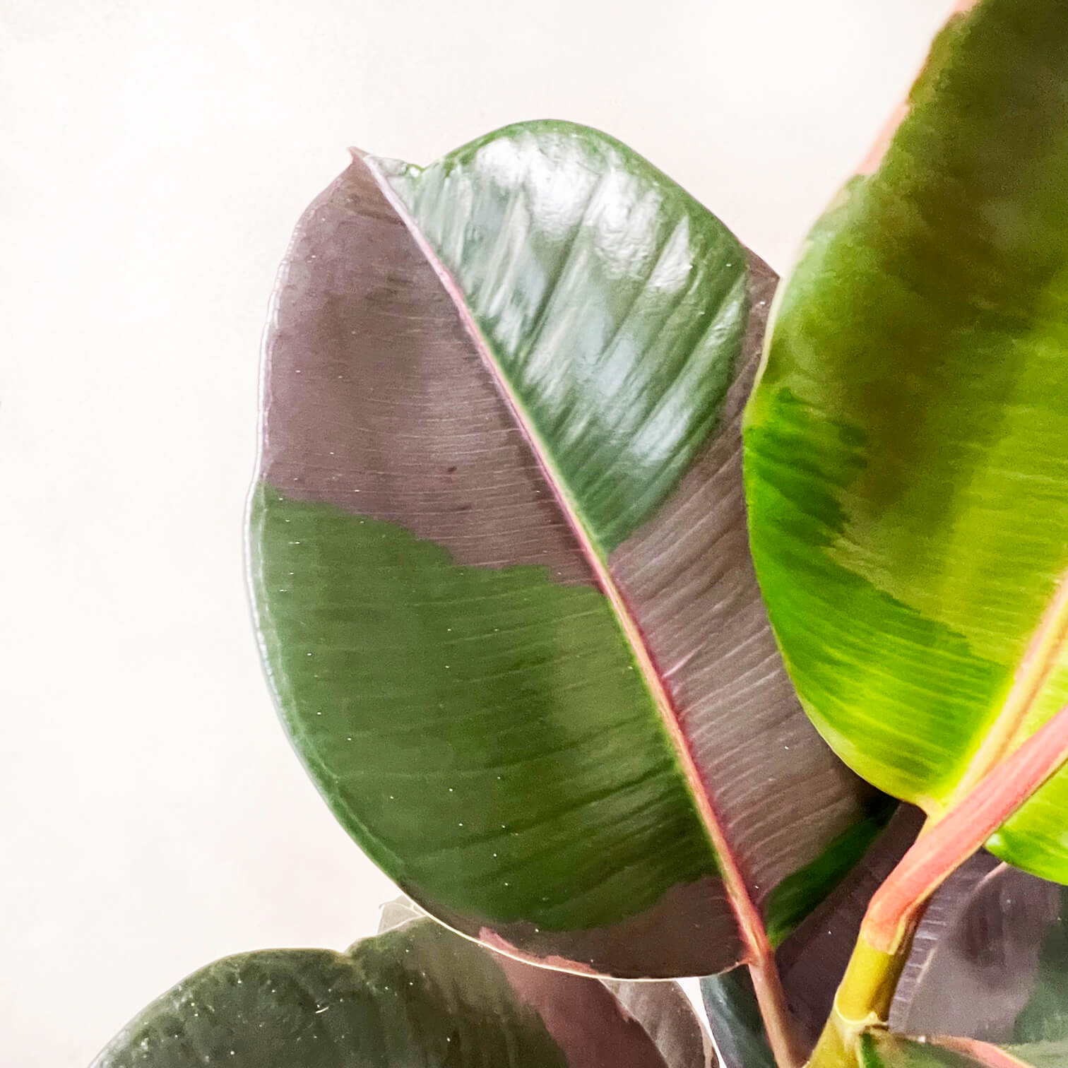 Ficus Pink Camouflage