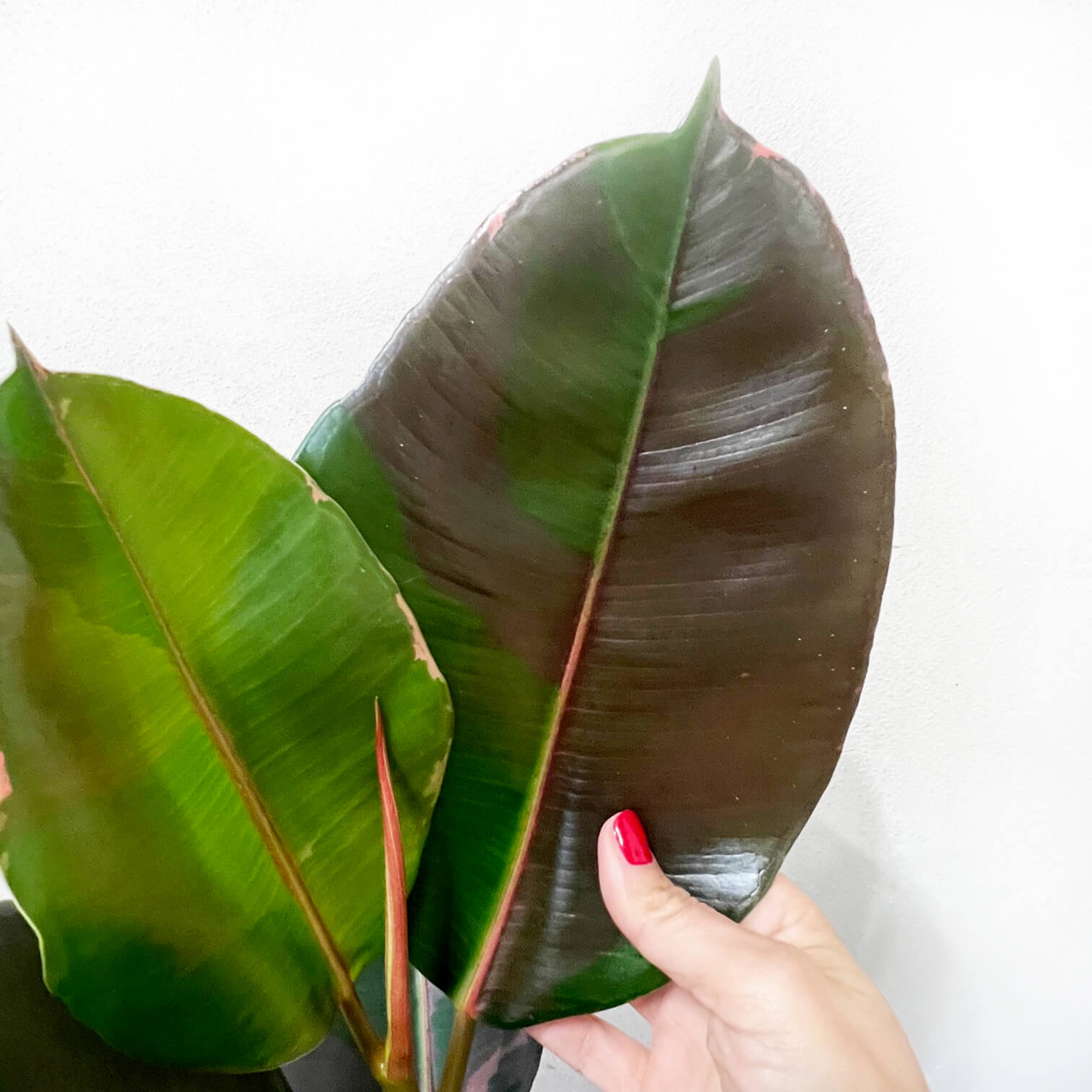 Ficus Pink Camouflage