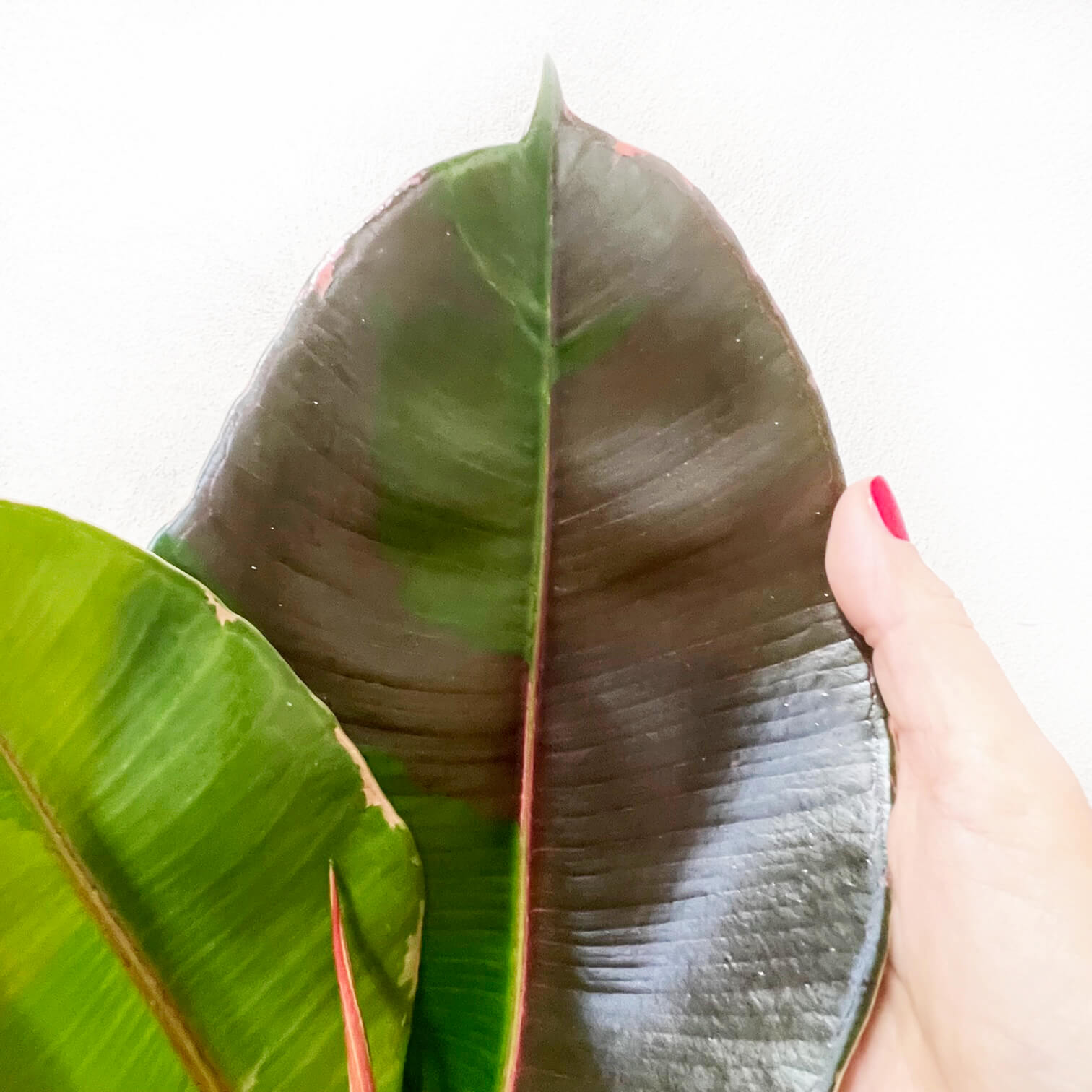 Ficus Pink Camouflage