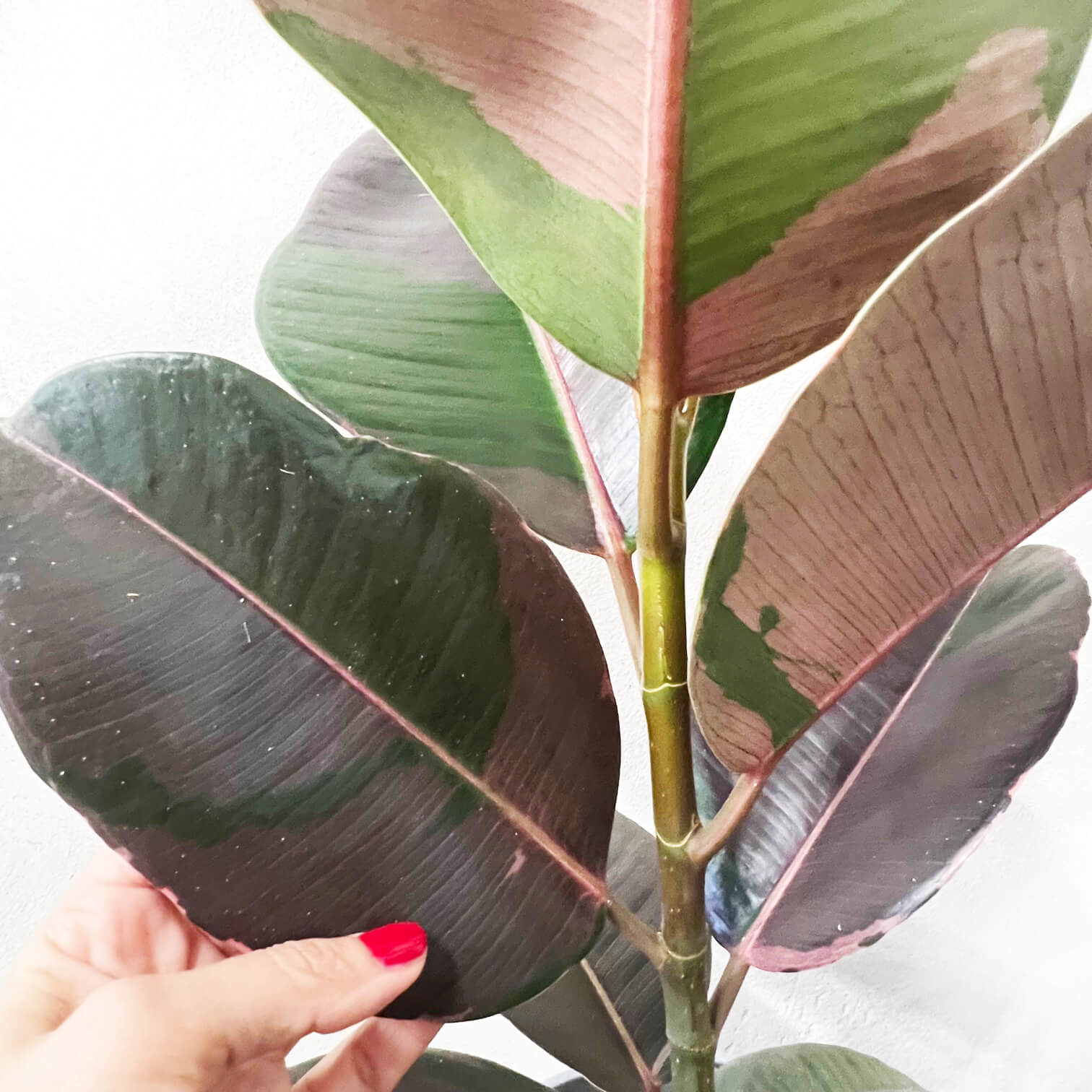 Ficus Pink Camouflage