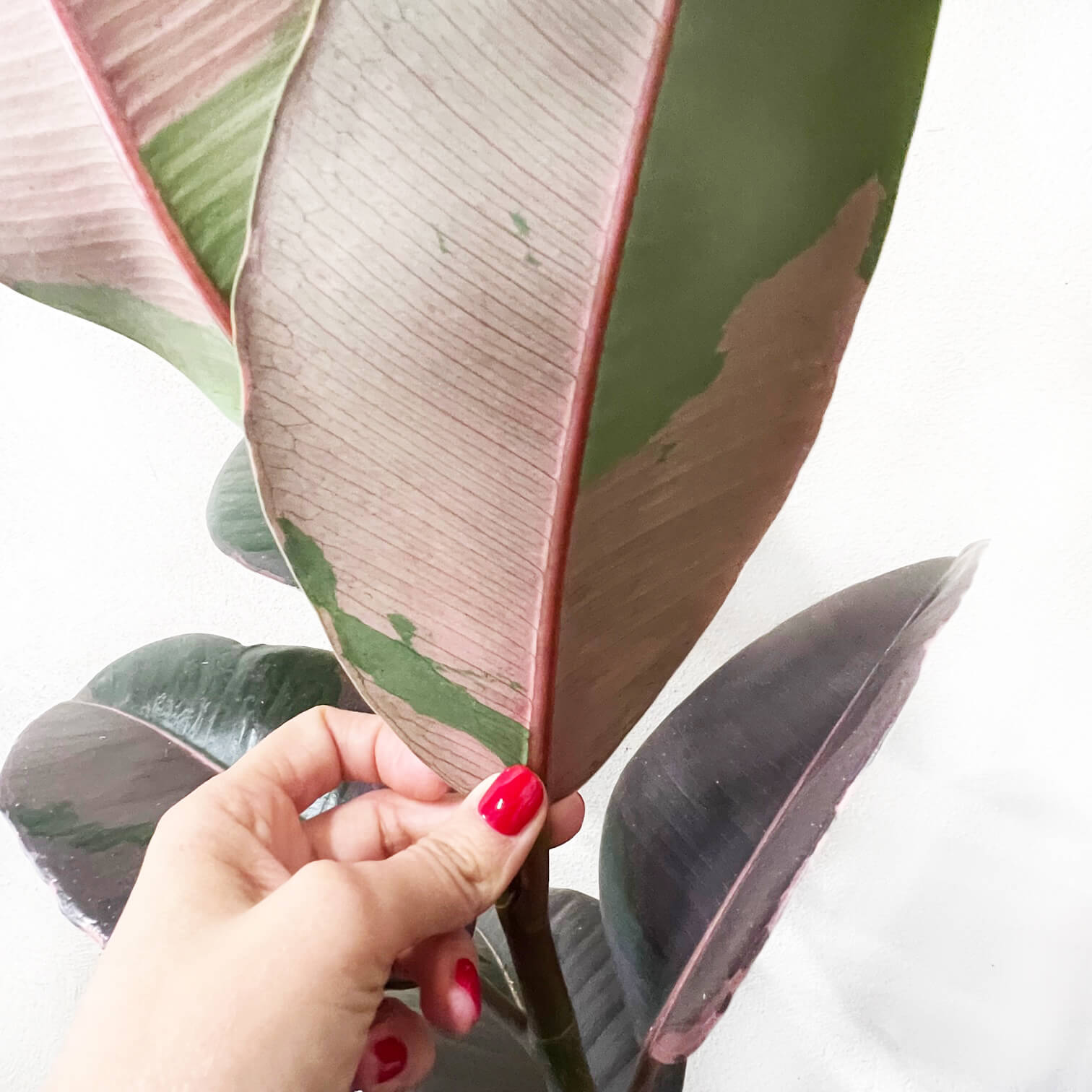 Ficus Pink Camouflage