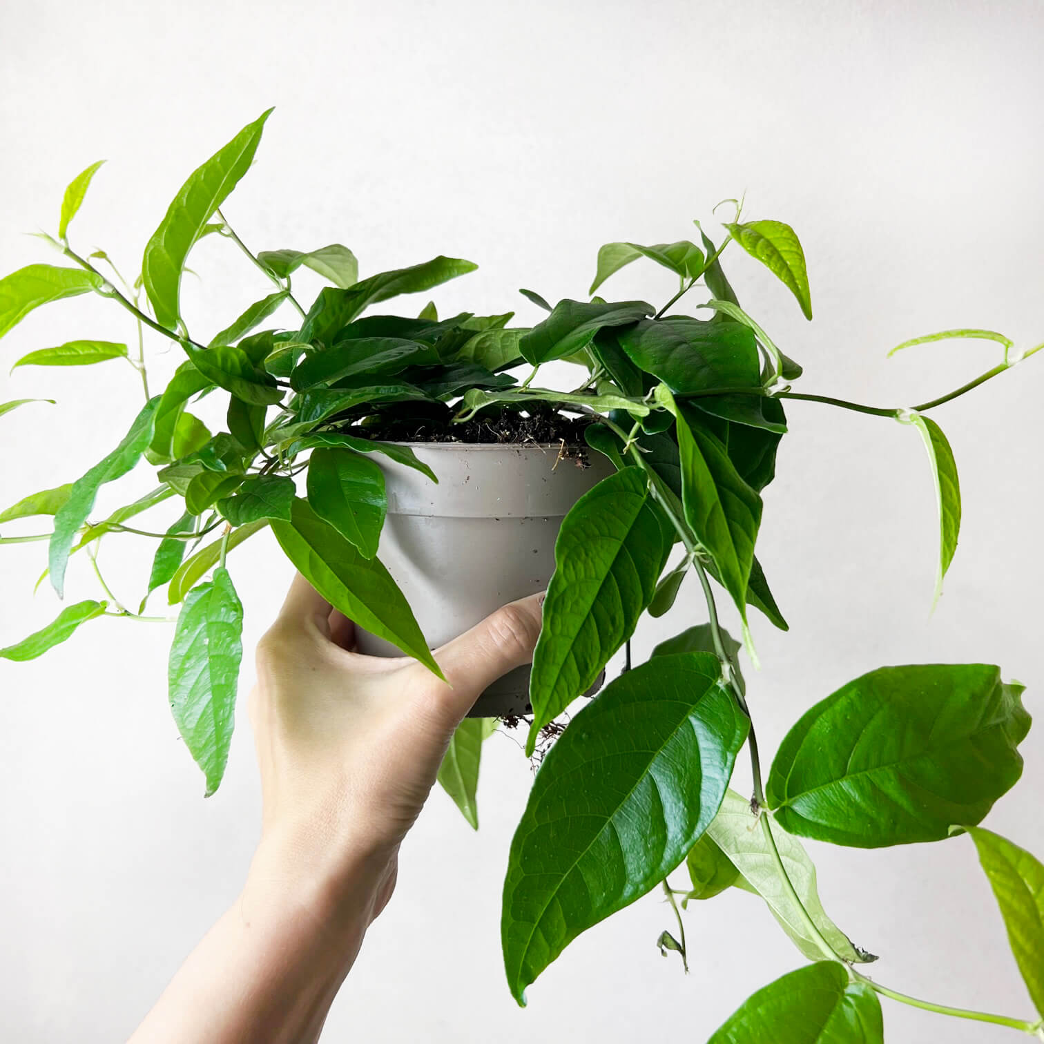 Ficus Pumila