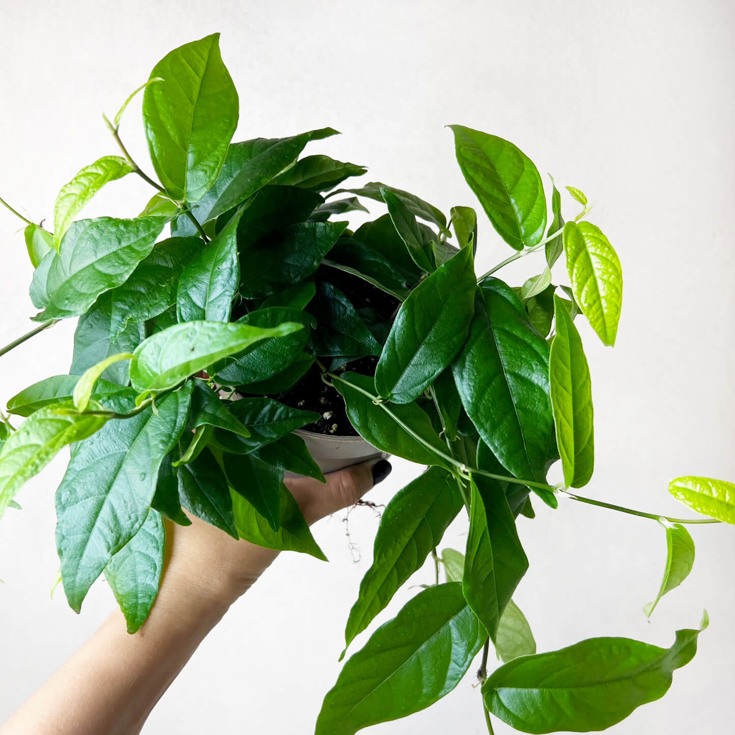Ficus Pumila