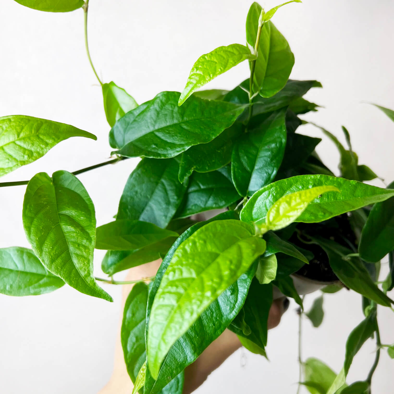 Ficus Pumila