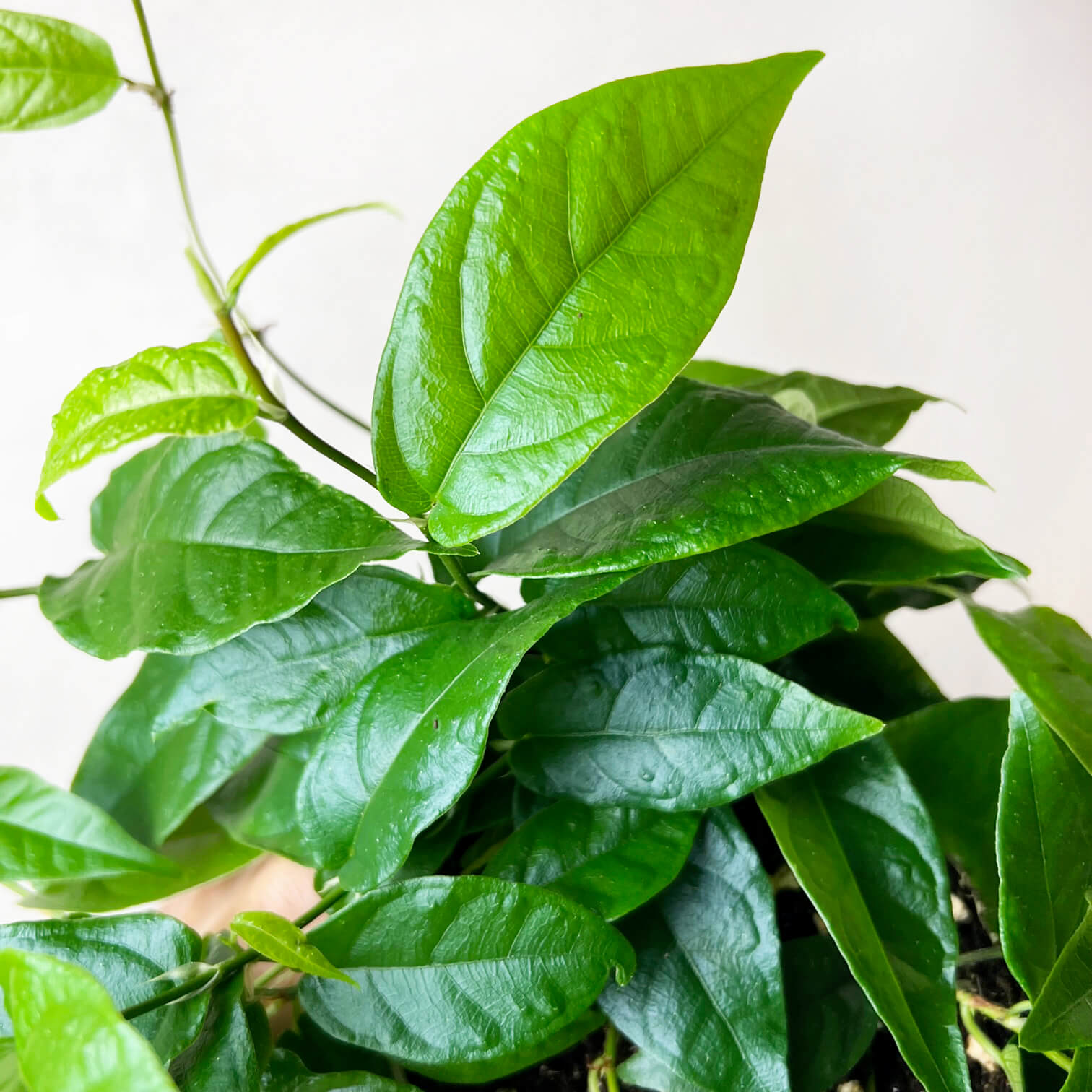 Ficus Pumila
