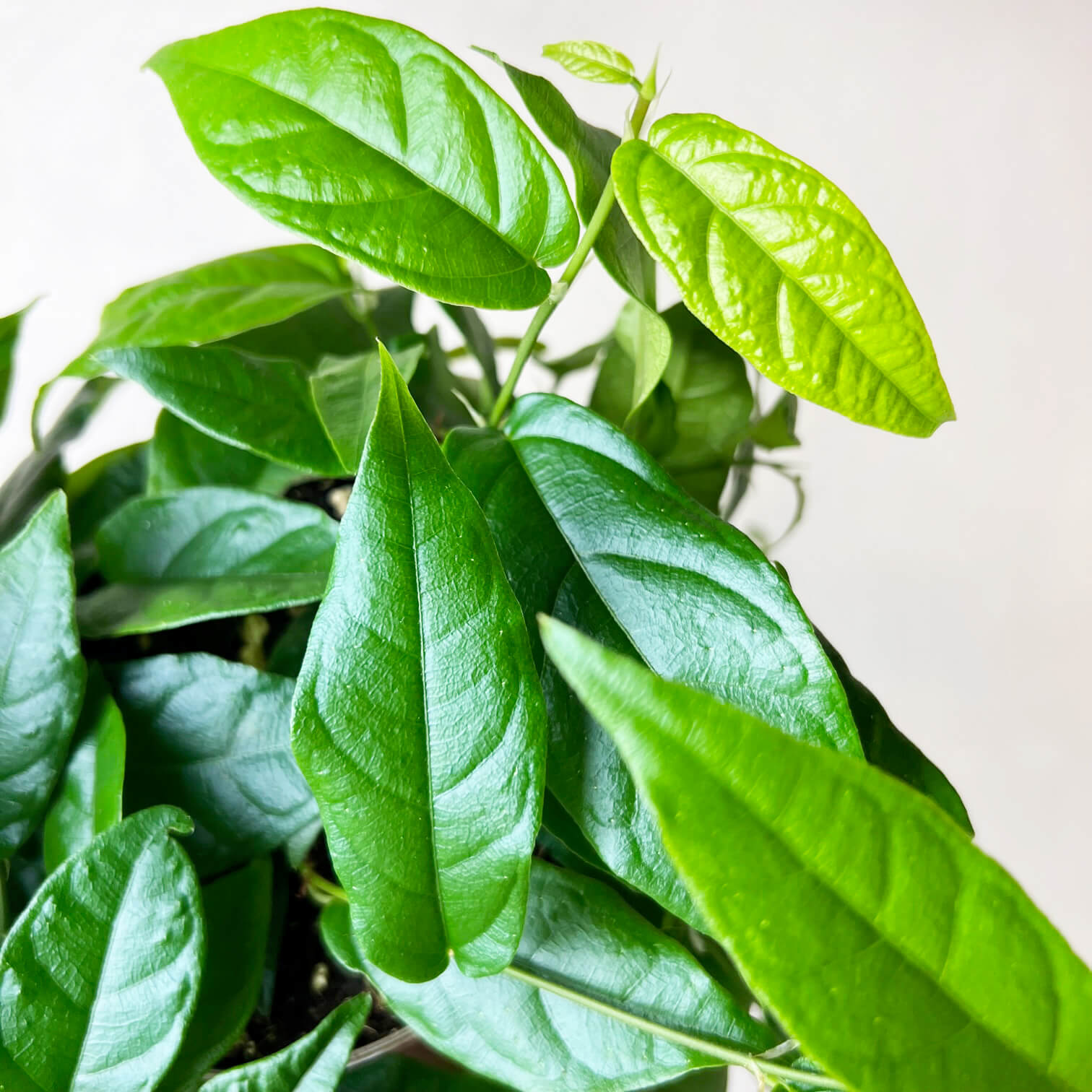 Ficus Pumila