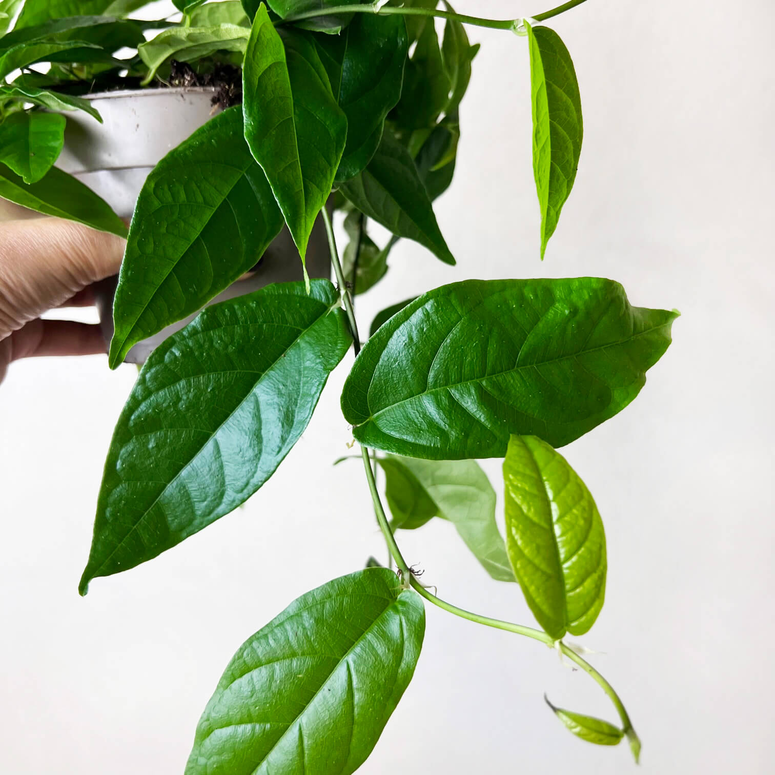 Ficus Pumila