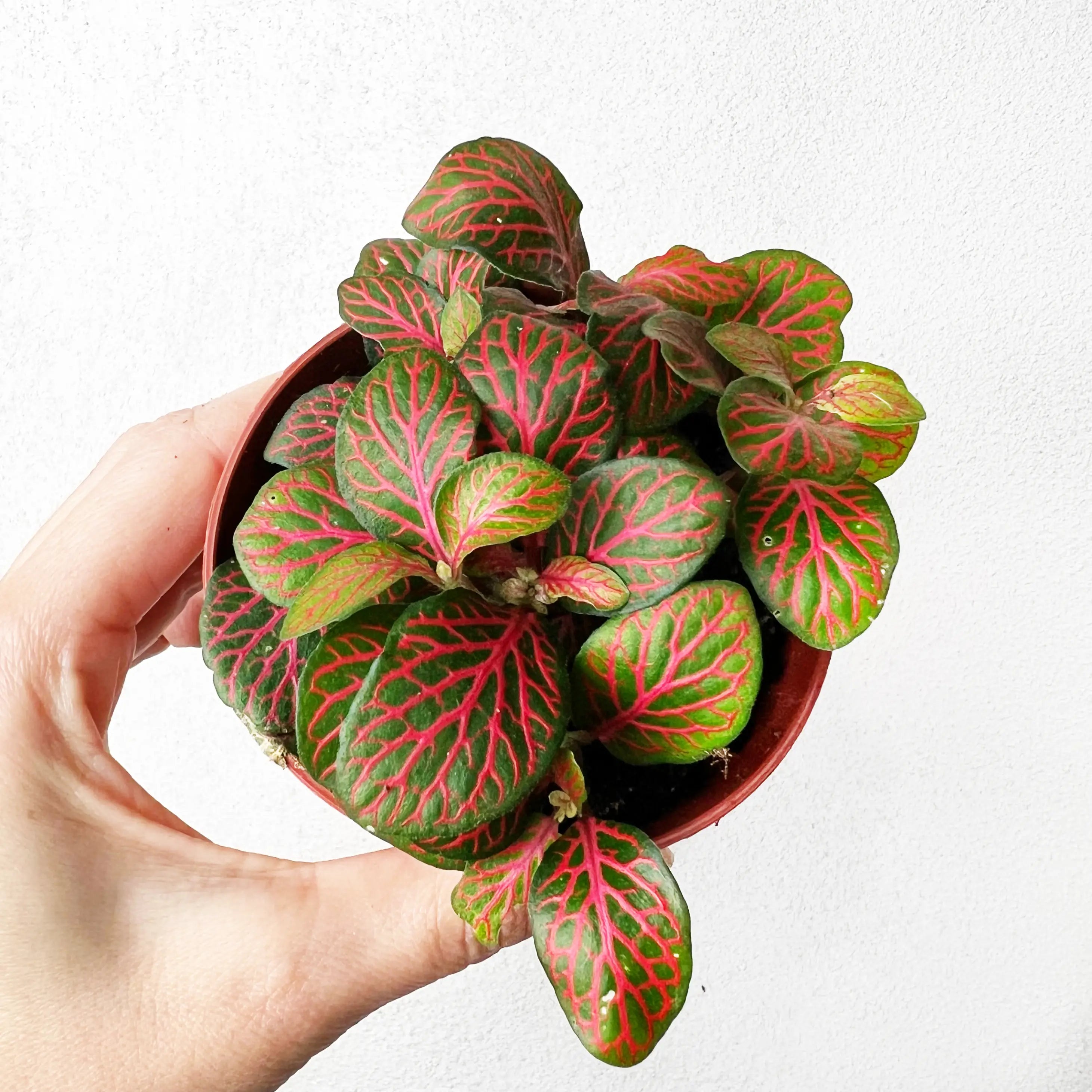 Fittonia Joly Josan
