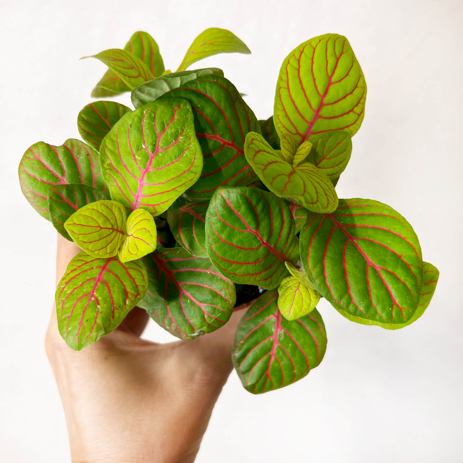 Fittonia Bubble green
