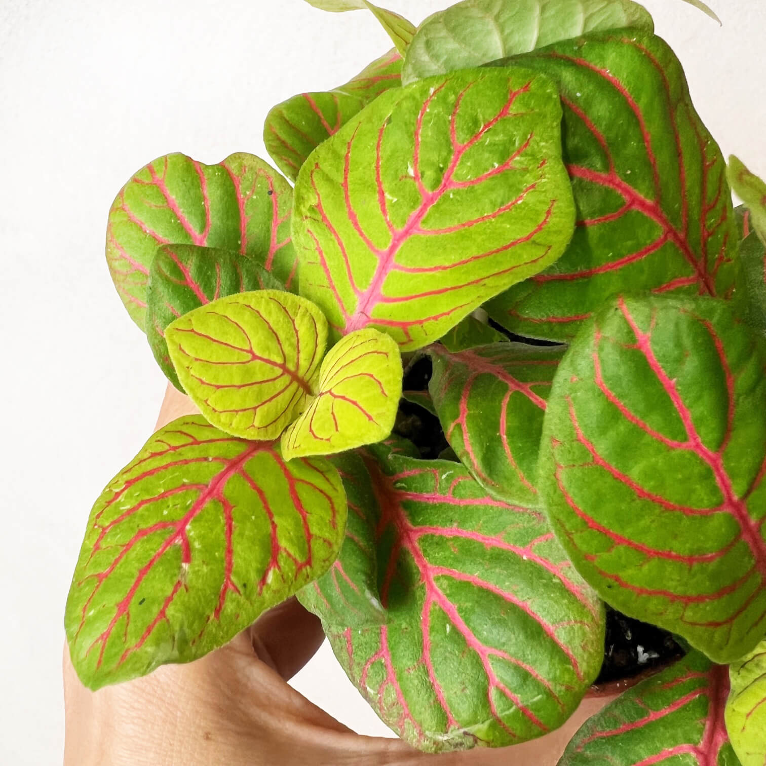 Fittonia Bubble green