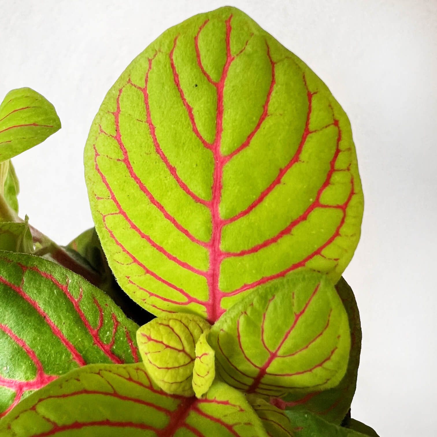 Fittonia Bubble green