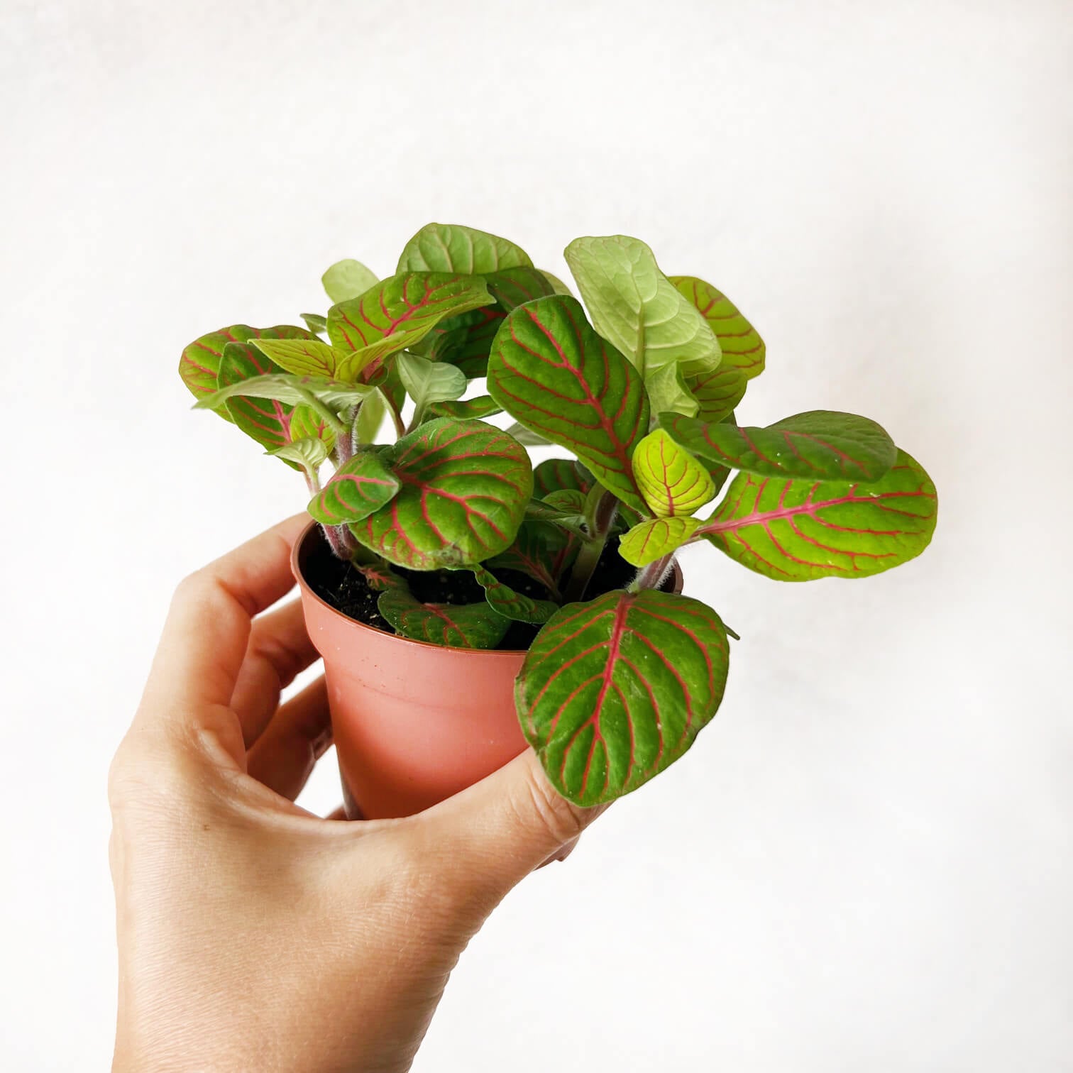 Fittonia Bubble green