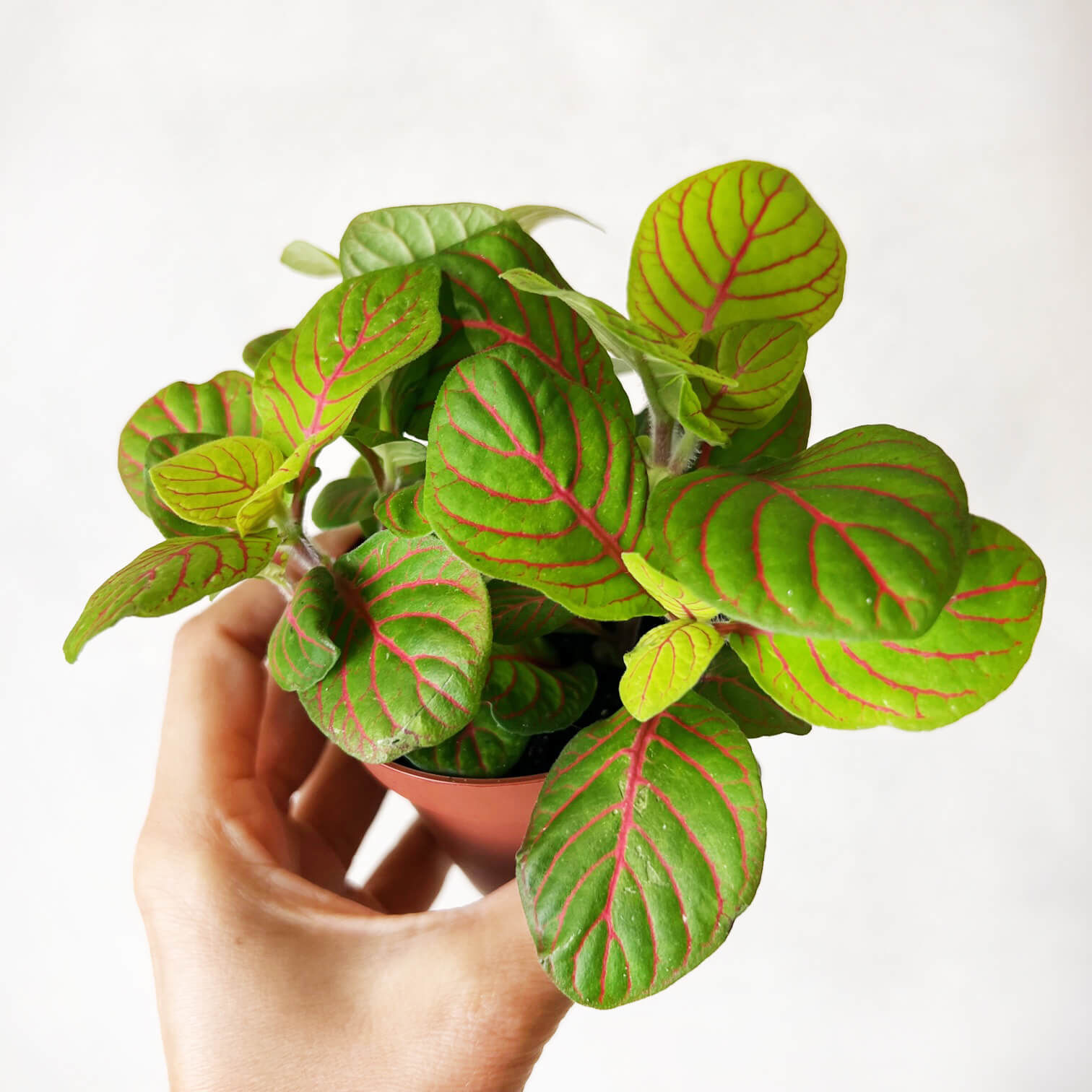 Fittonia Bubble green