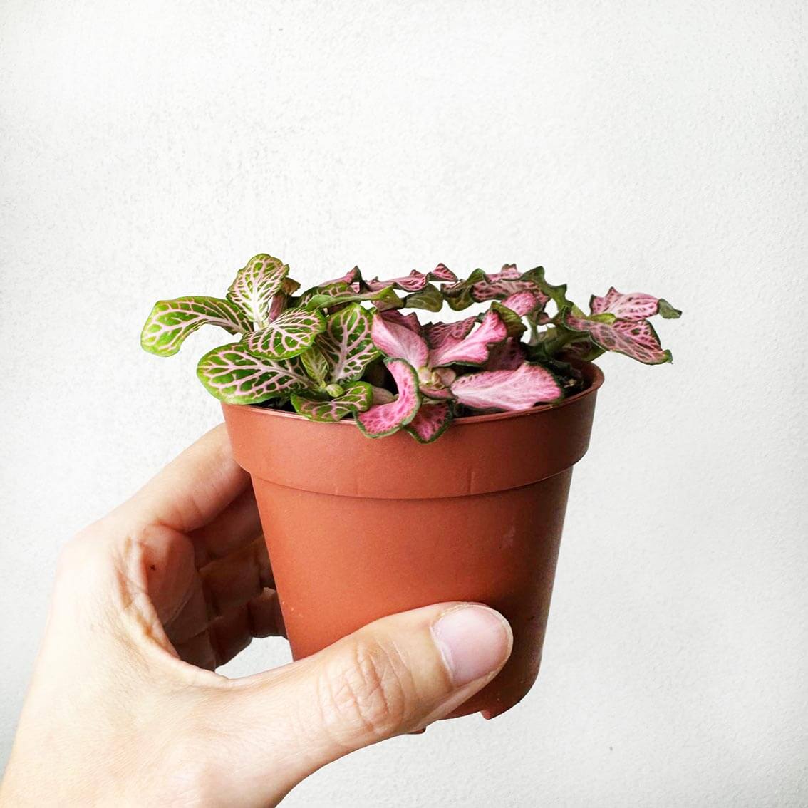Fittonia Mosaic Pink Tiger
