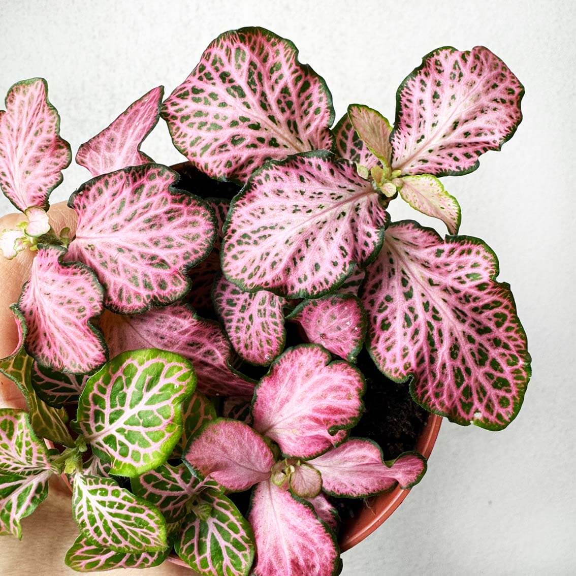 Fittonia Mosaic Pink Tiger