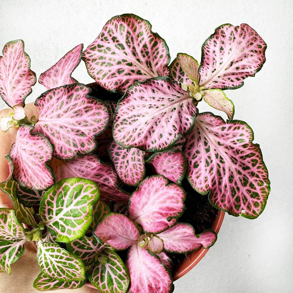 Fittonia Mosaic Pink Tiger