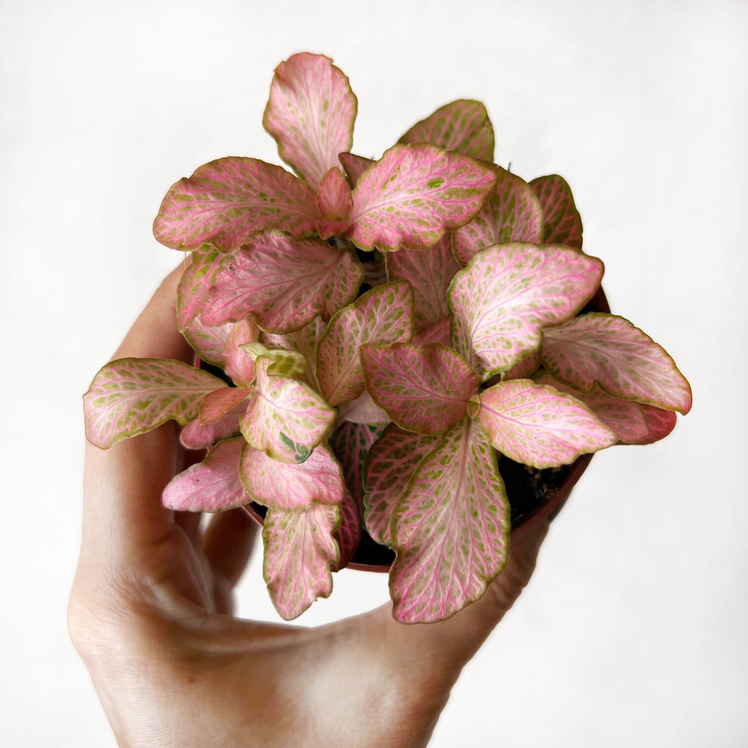 Fittonia Pink Special