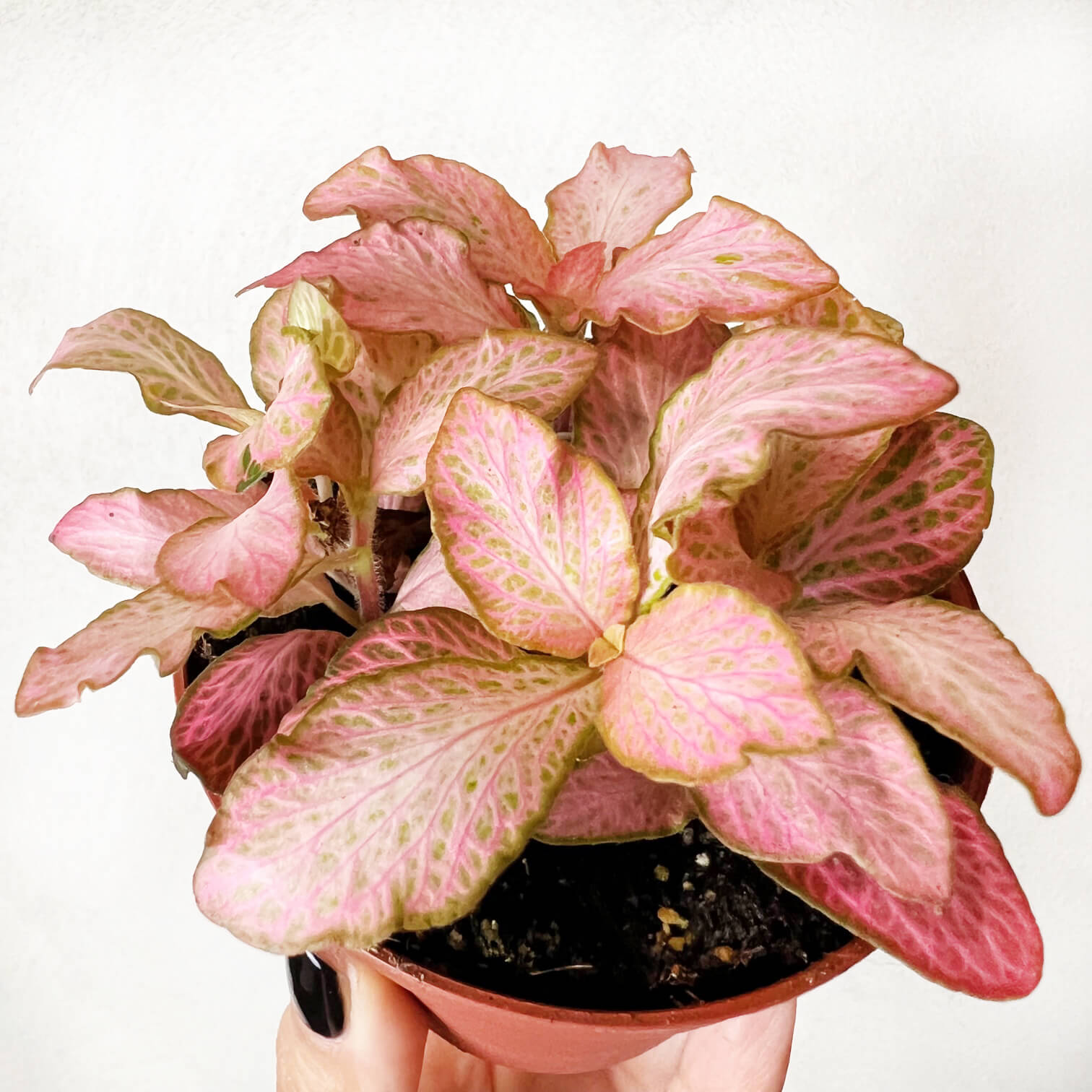 Fittonia Pink Special