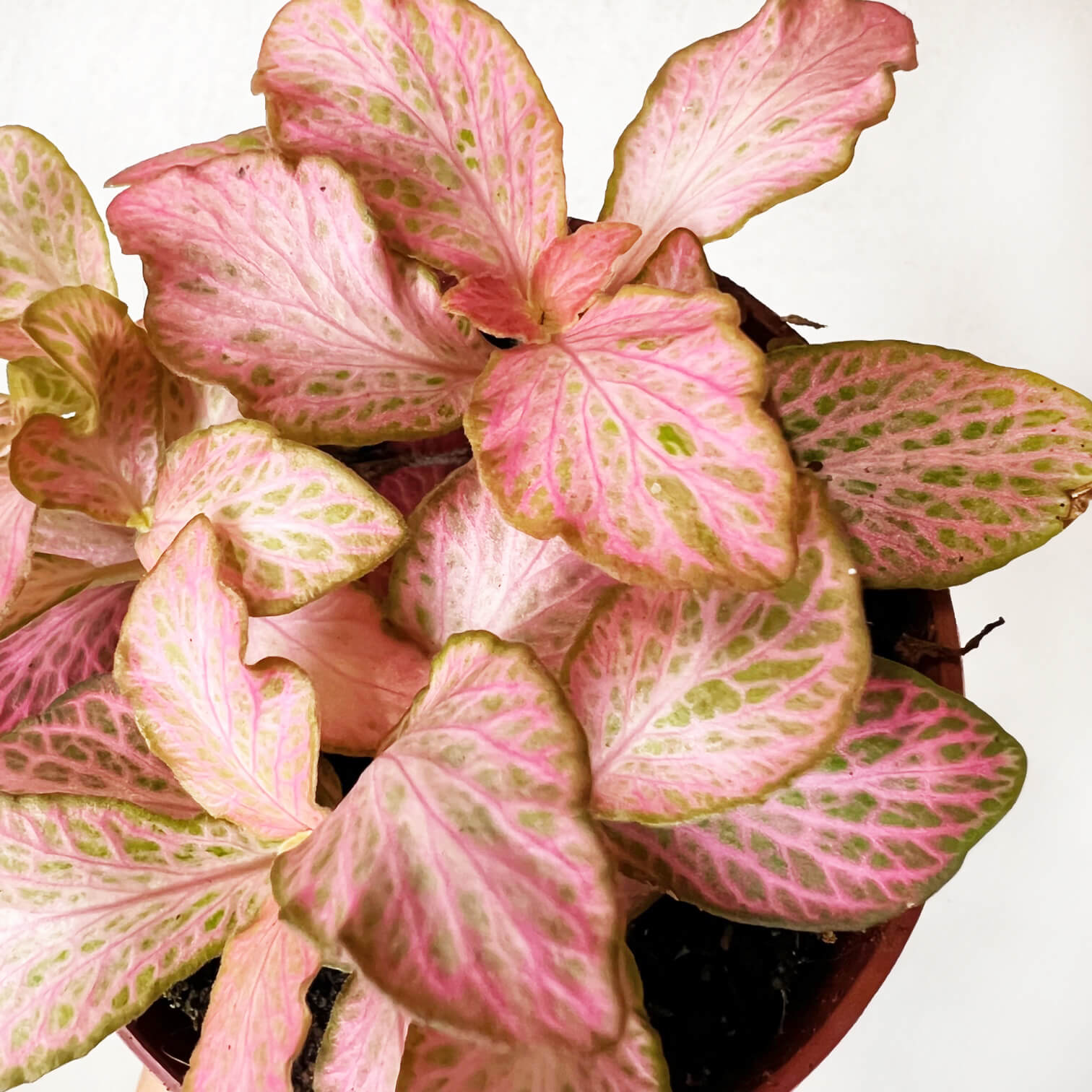 Fittonia Pink Special