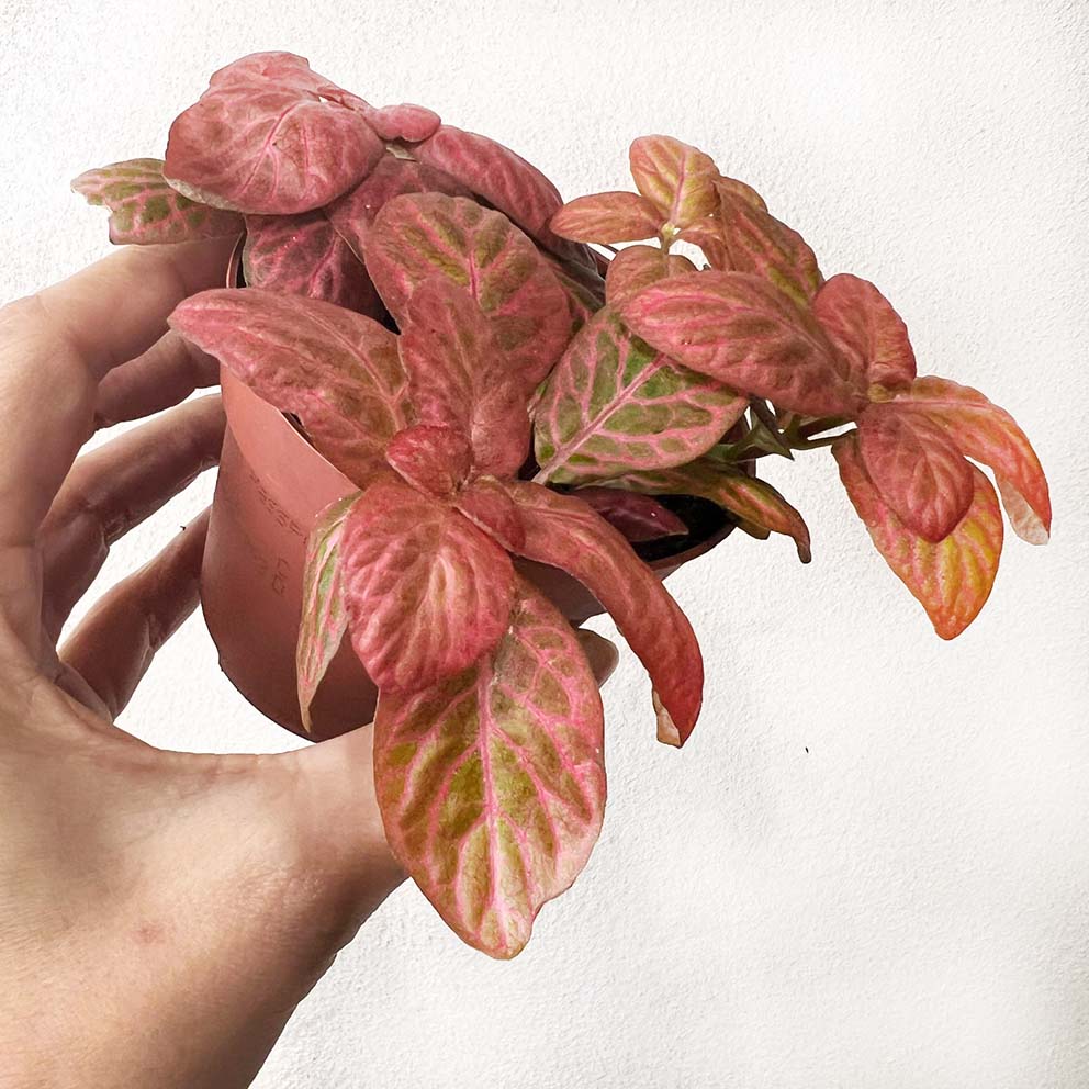 Fittonia Pink Special