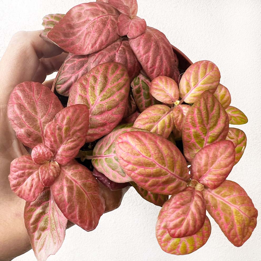 Fittonia Pink Special