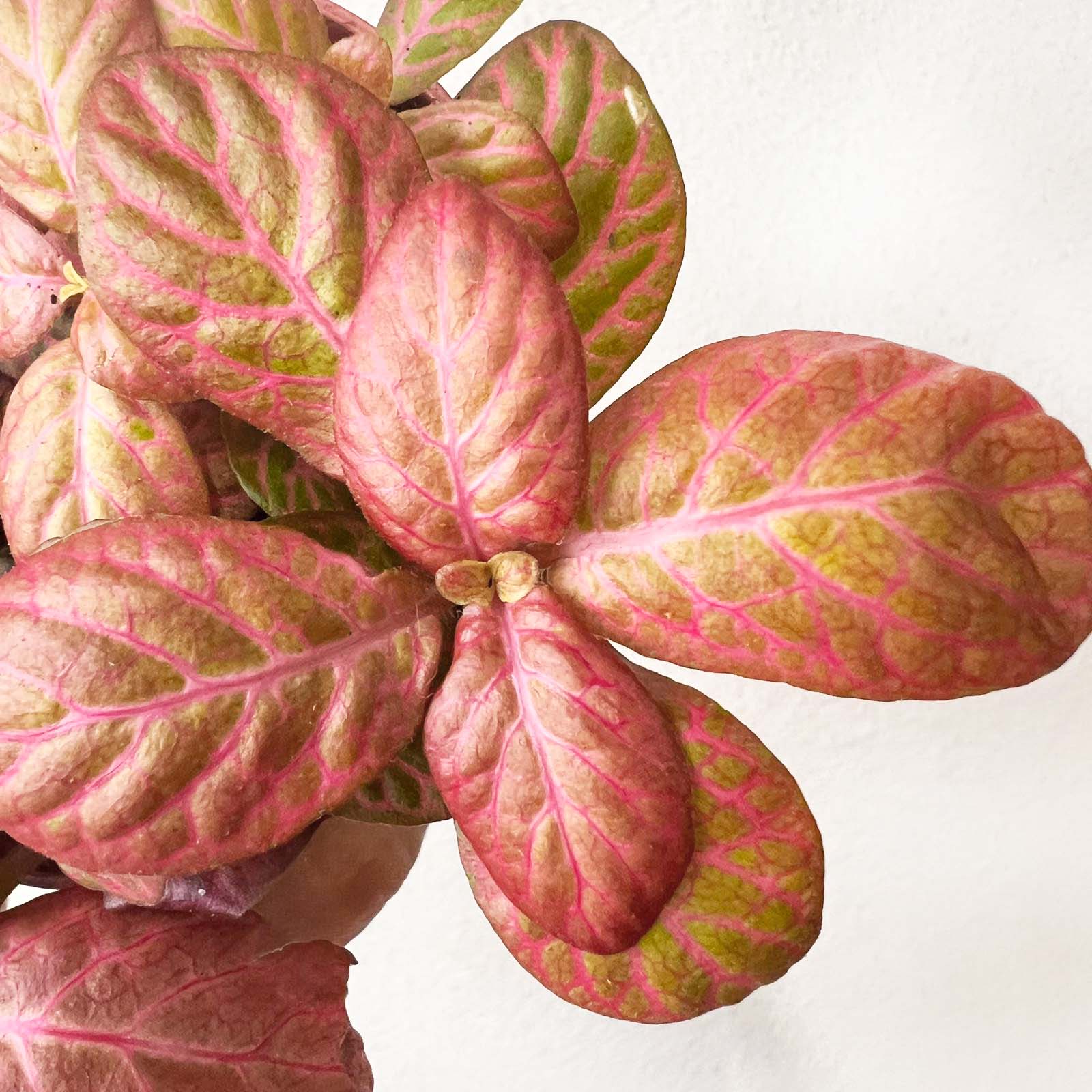 Fittonia Pink Special
