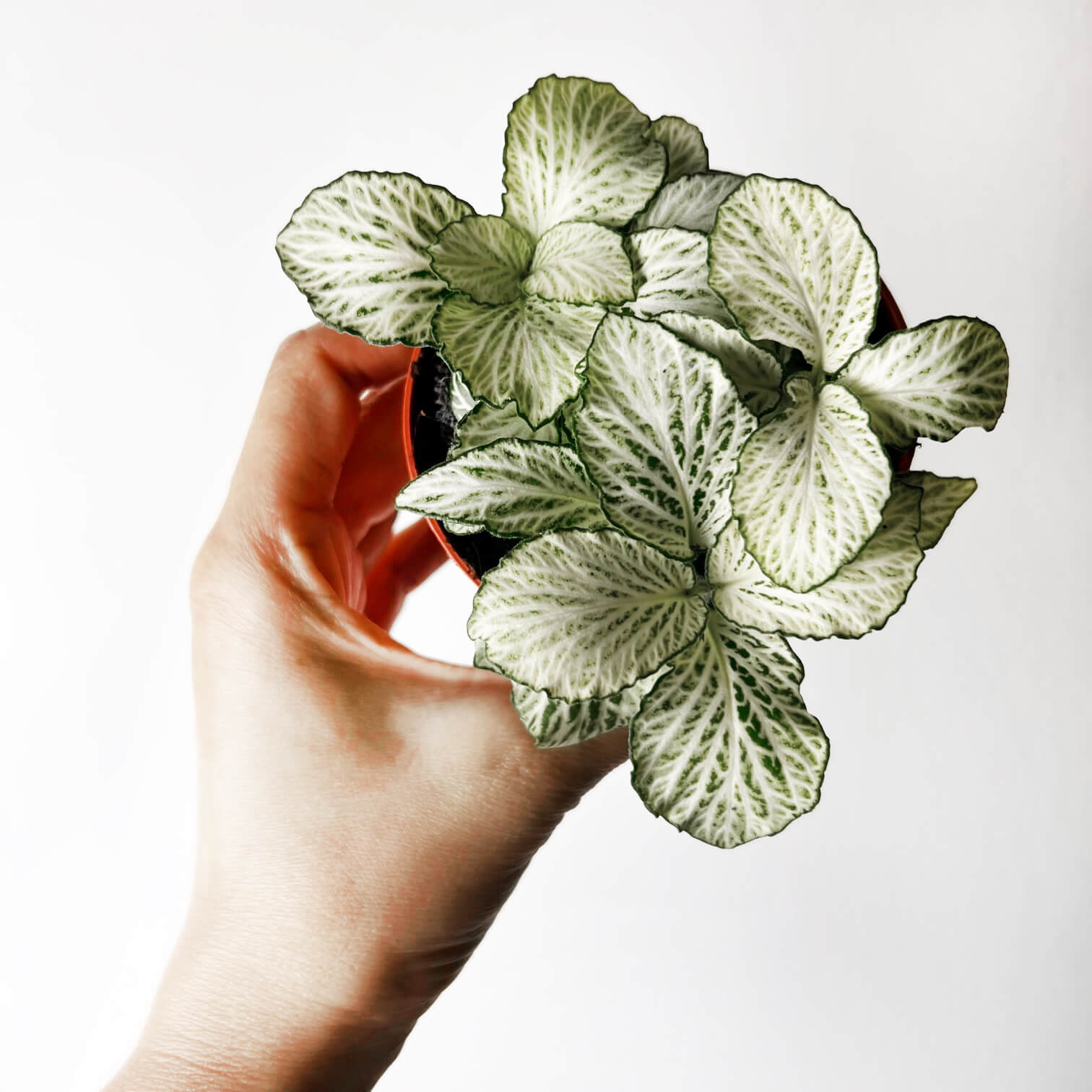 Fittonia Mosaic Purple Snow Anne