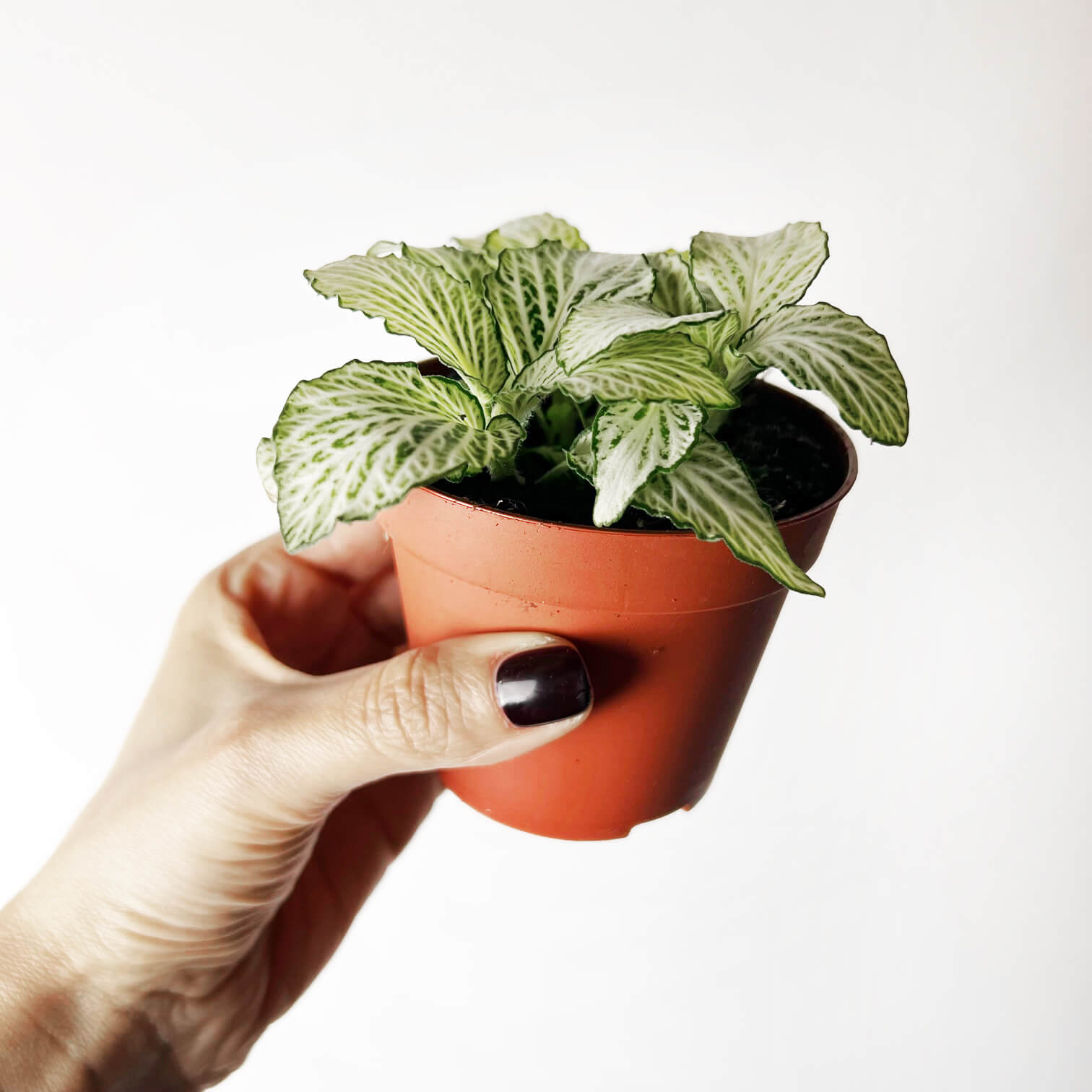 Fittonia Mosaic Purple Snow Anne