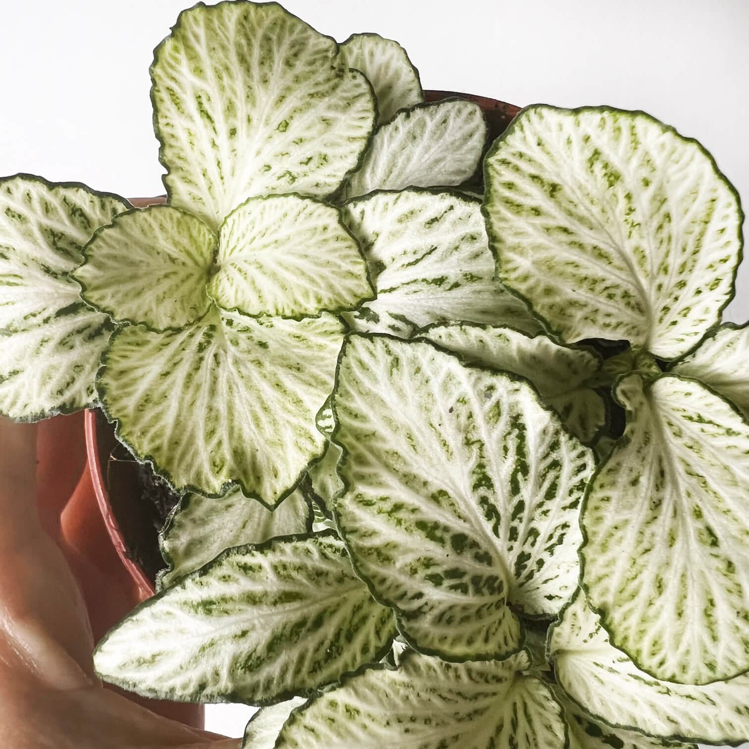 Fittonia Mosaic Purple Snow Anne