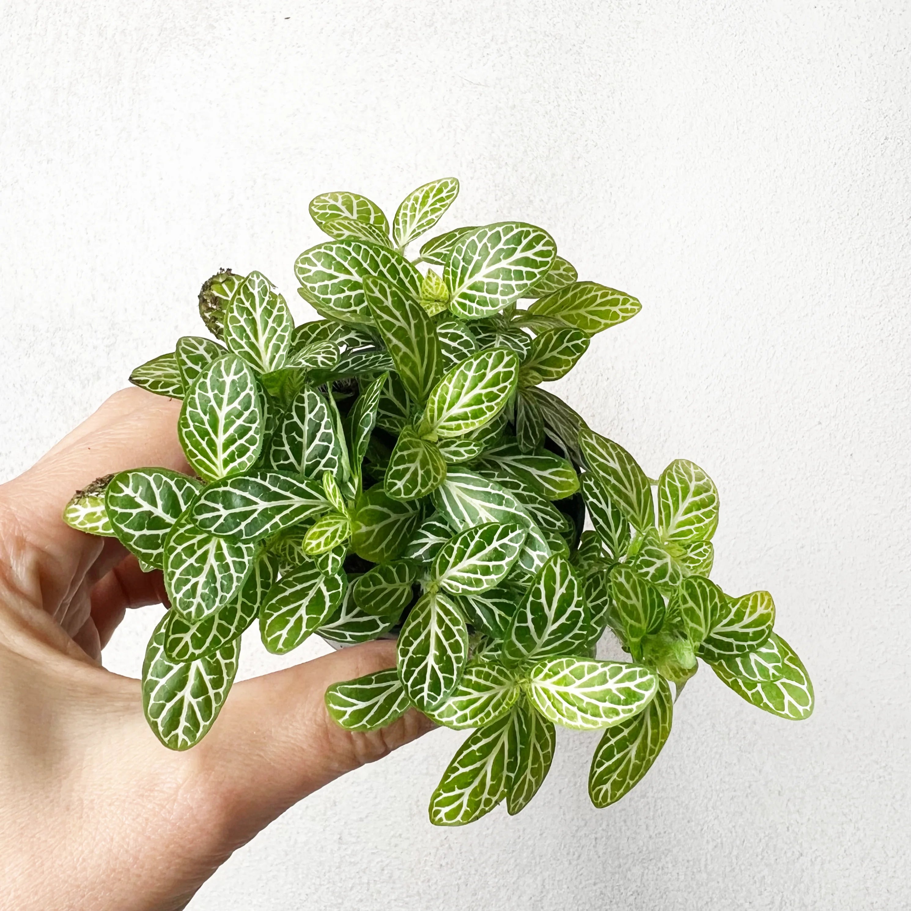 Fittonia Verschaffeltii
