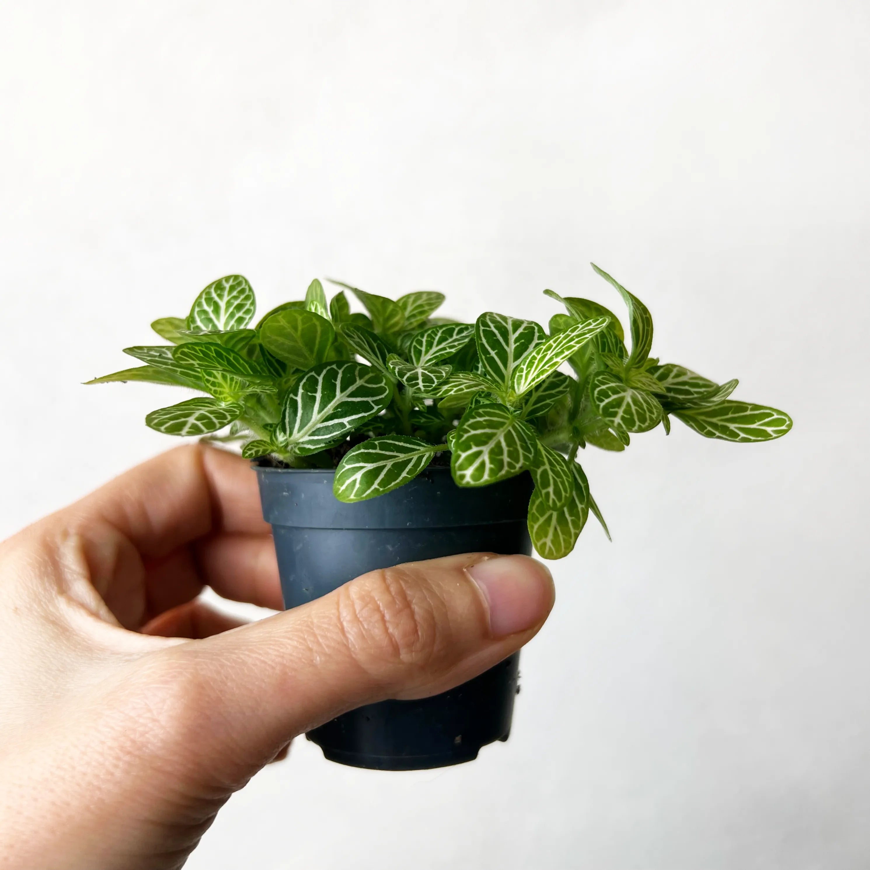 Fittonia Verschaffeltii