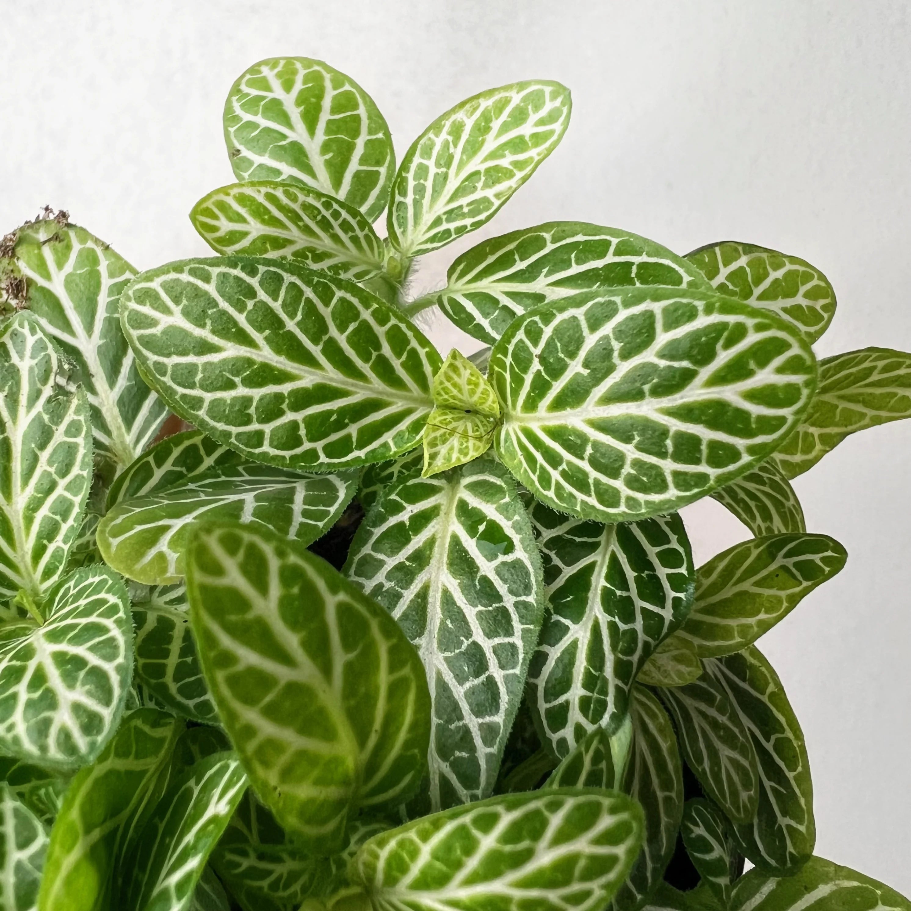 Fittonia Verschaffeltii