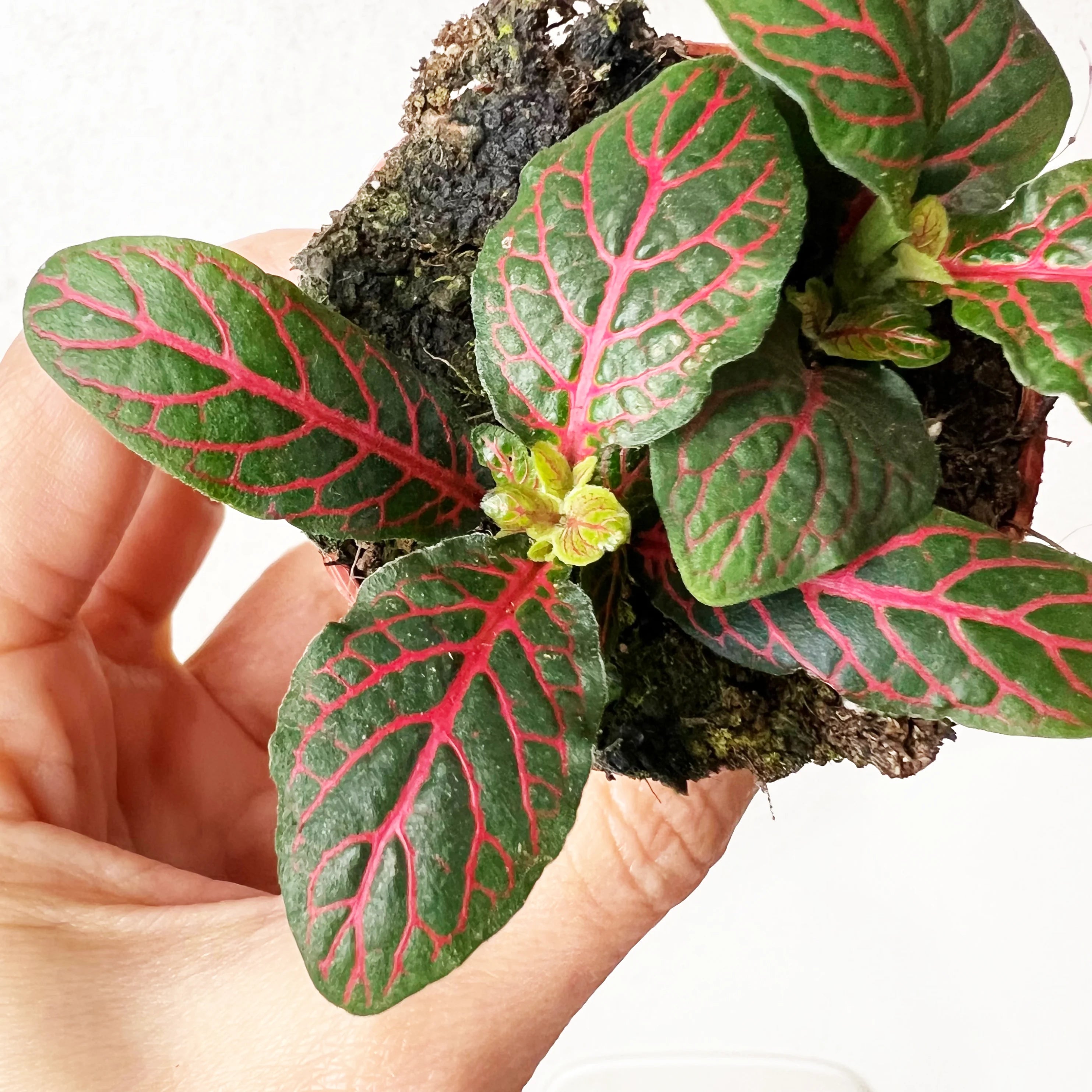 Fittonia Red Mini