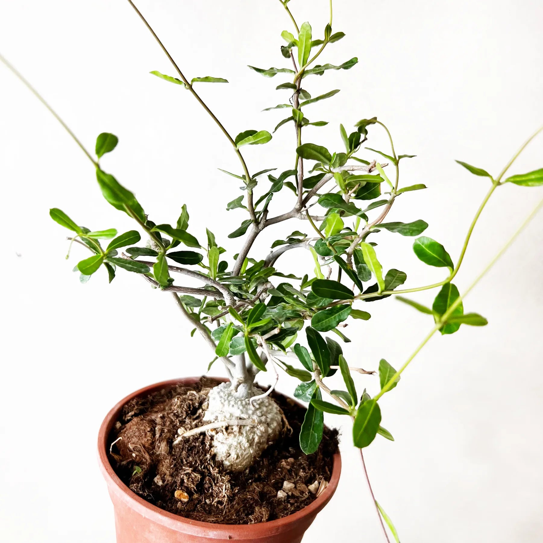 Fockea Edulis