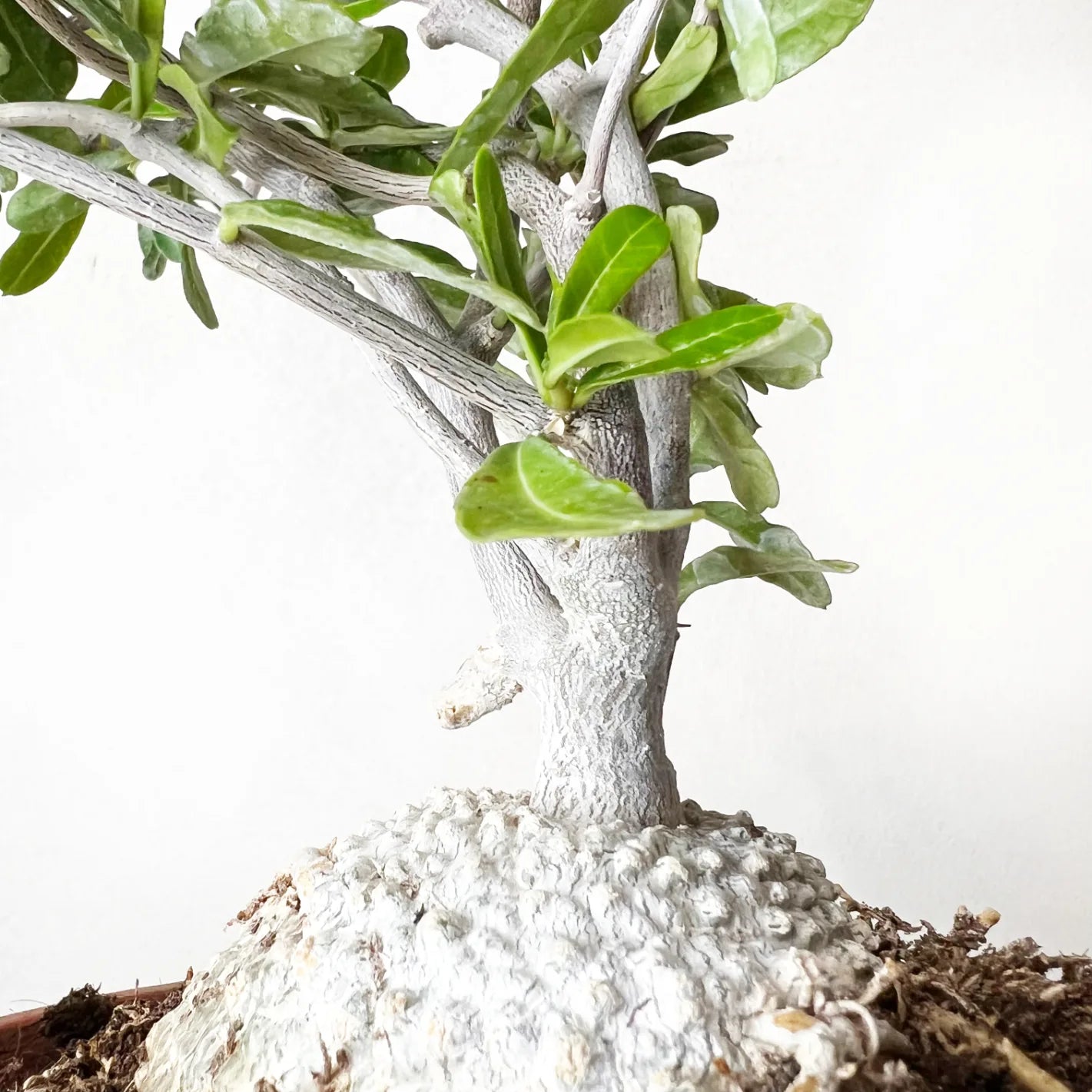 Fockea Edulis