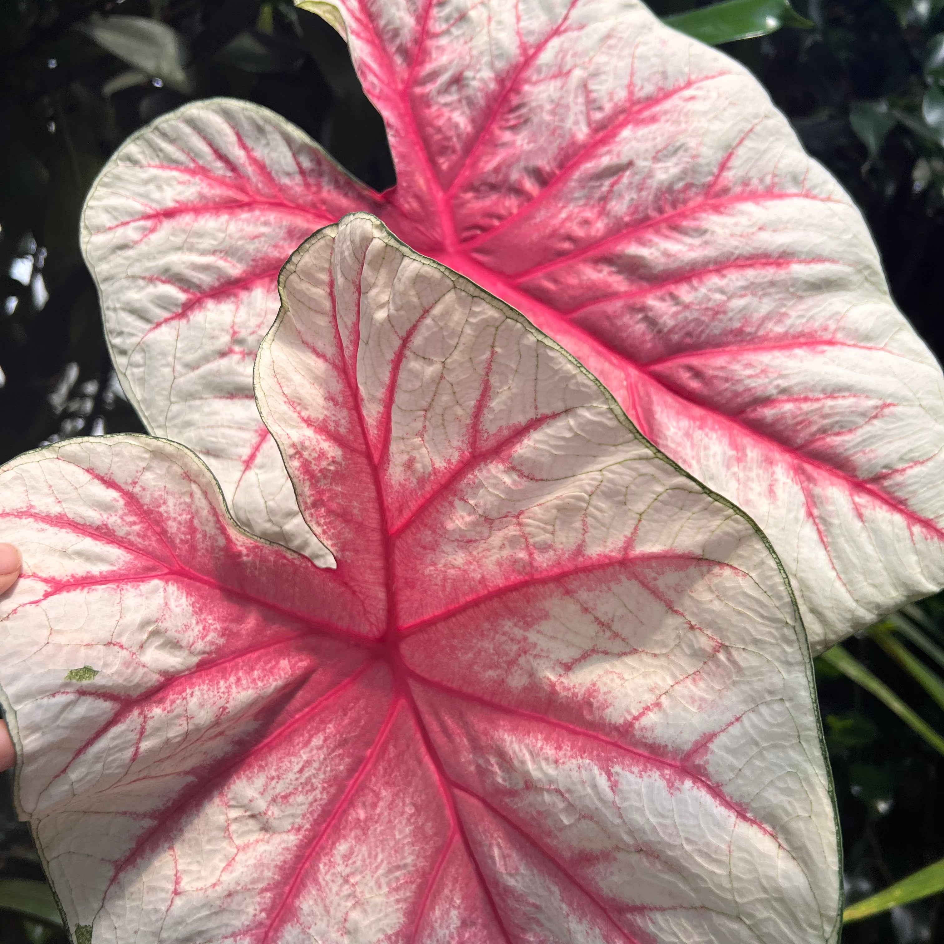 Caladium Fiesta