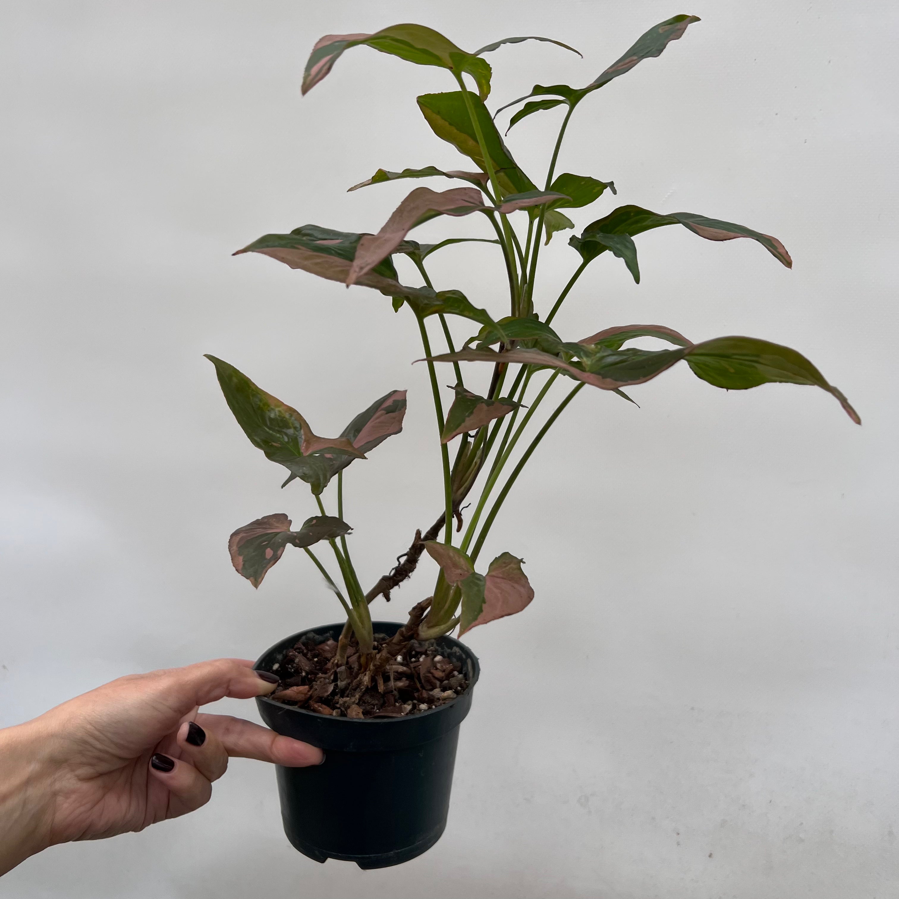 Syngonium Pink Splash /Orietta