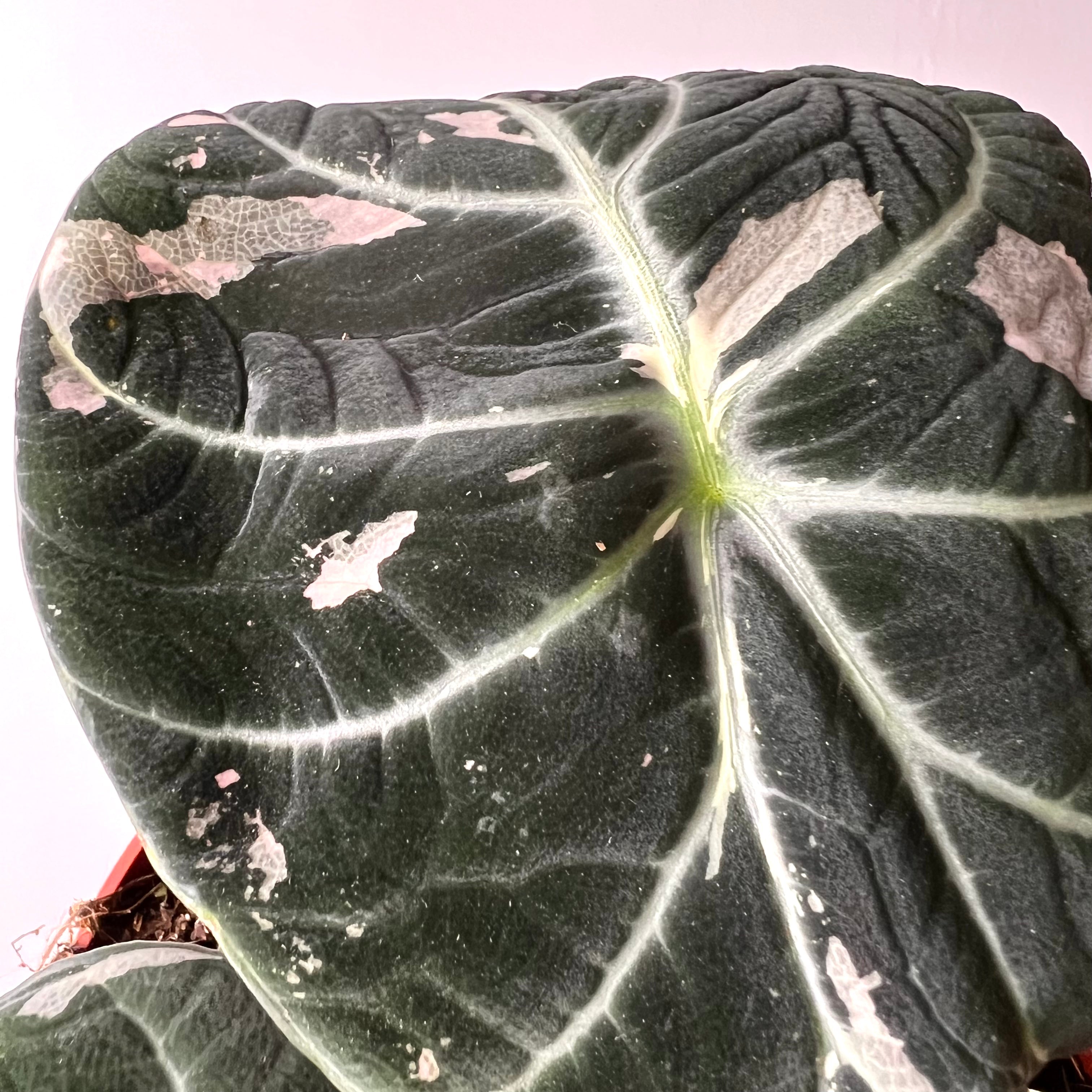 Alocasia Black Velvet Pink variegata