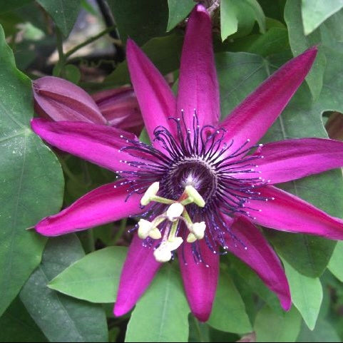 Passiflora Pura Vida