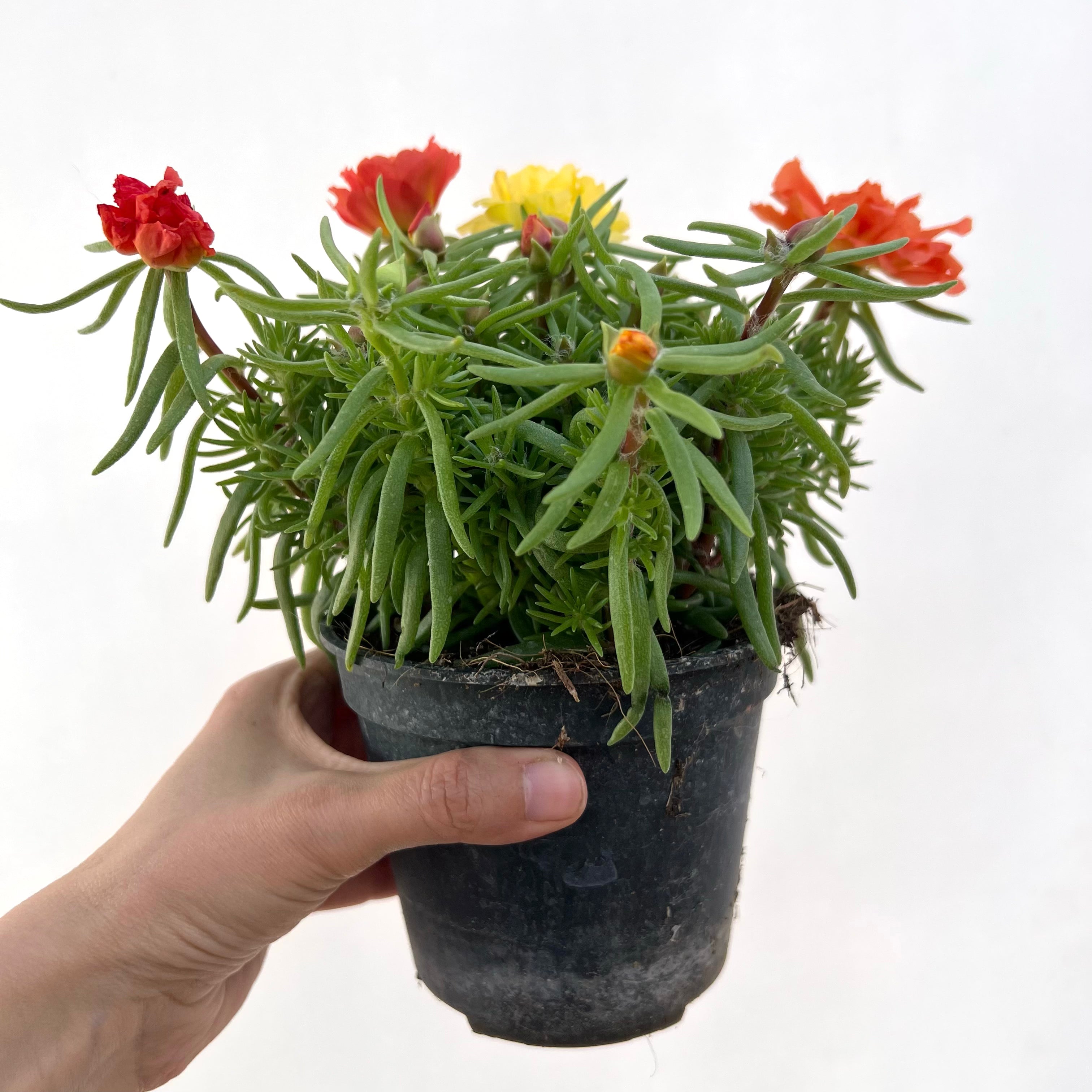 Portulaca Grandiflora