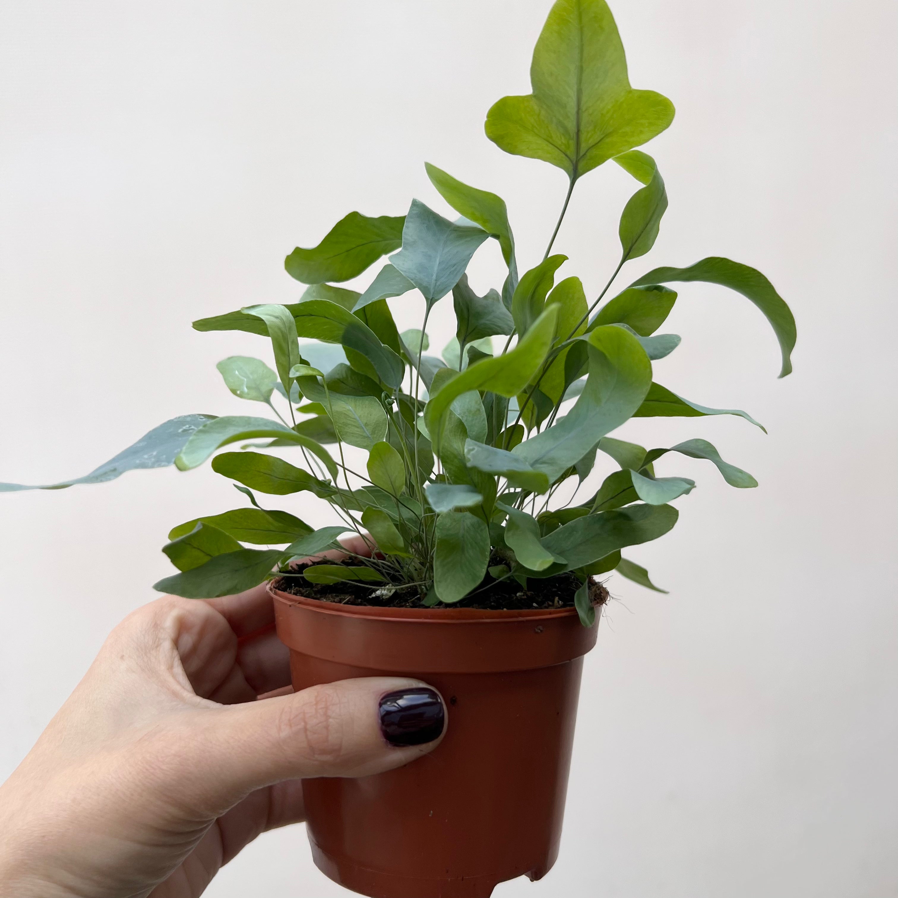 Mini Phlebodium Blue Star