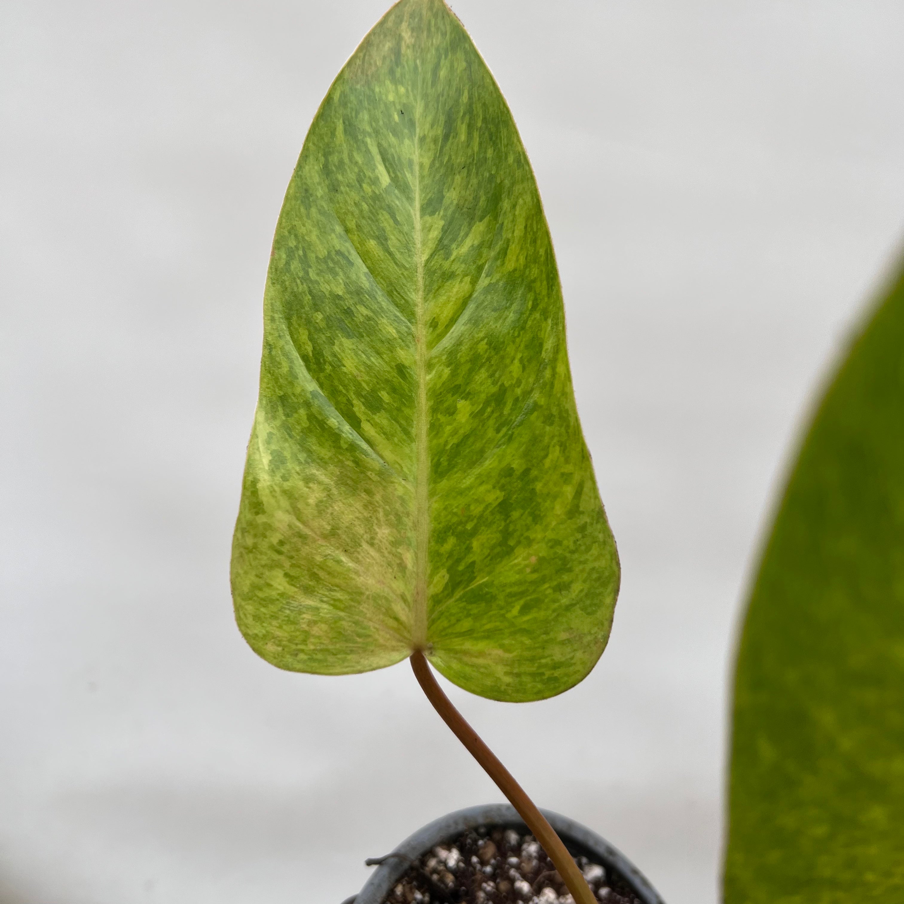 Philodendron Painted Lady /Paola