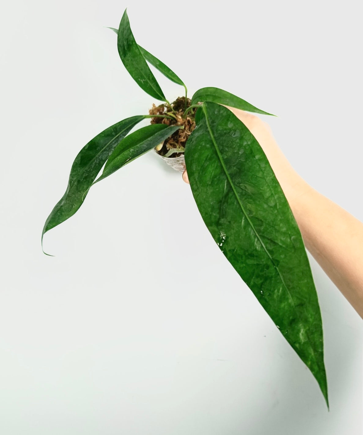 Anthurium Pedens